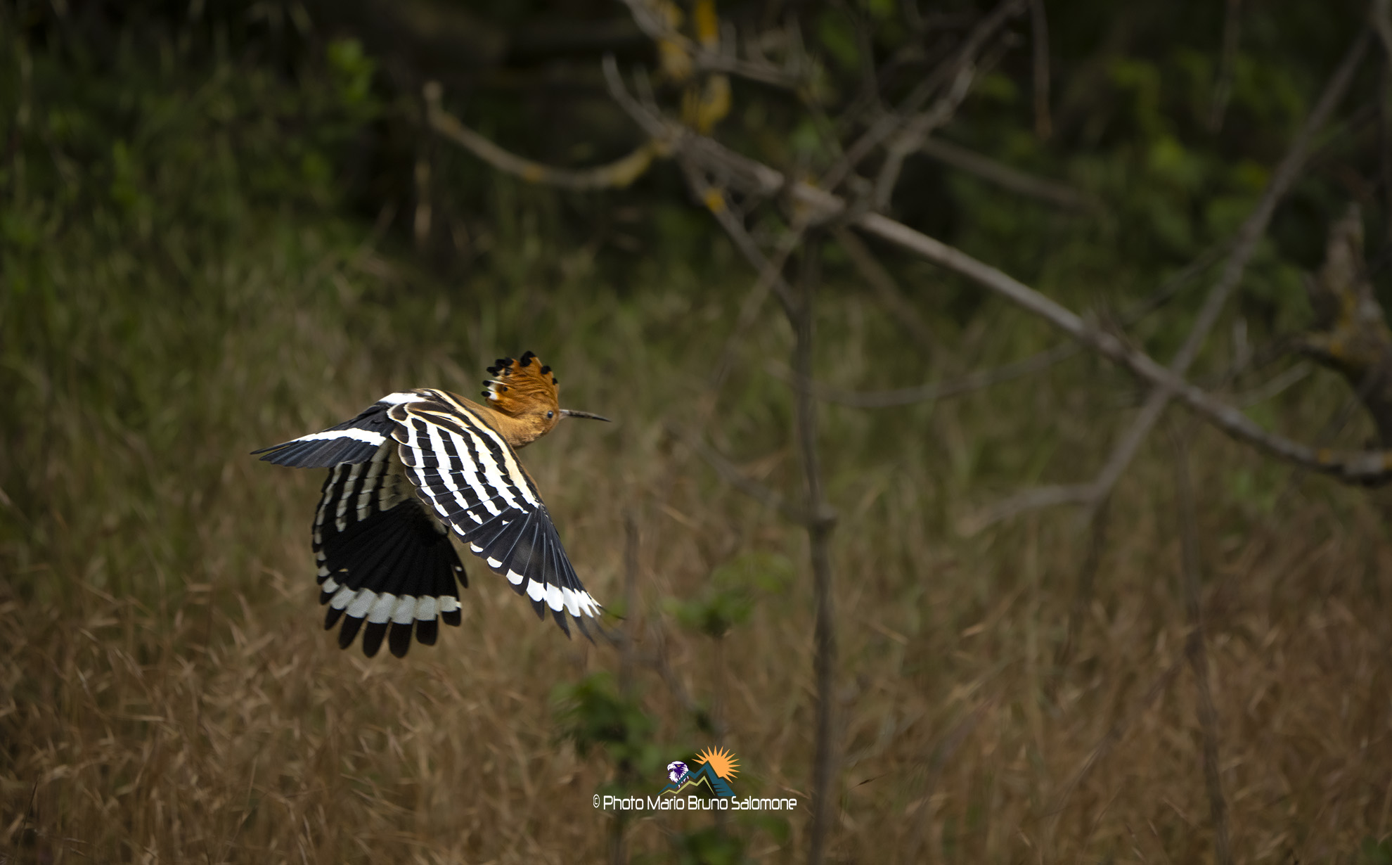 "a tutta birra"Upupa.