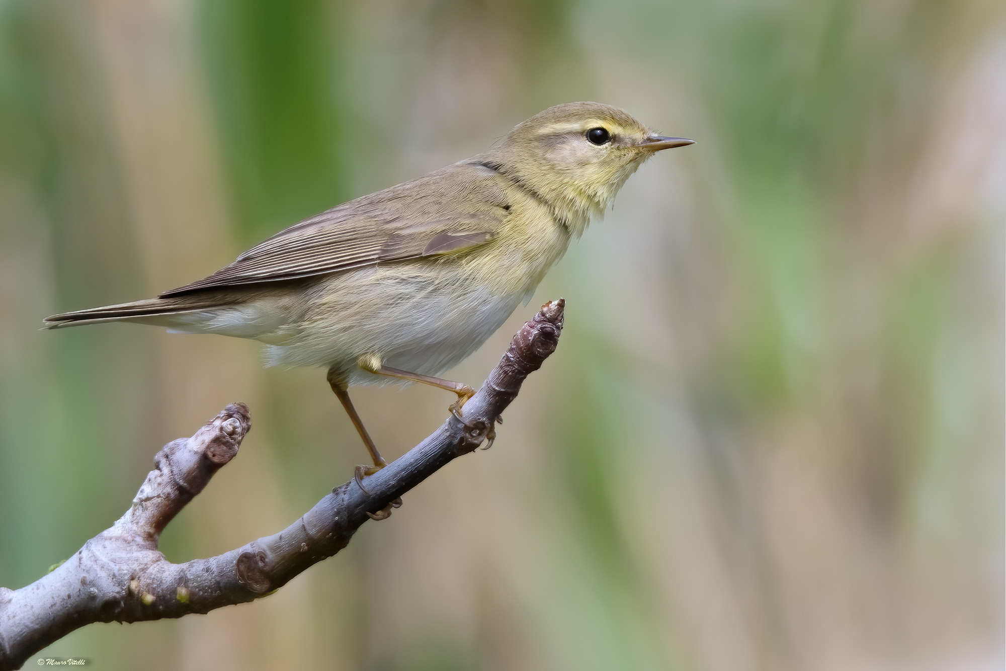 Big wolf (Phylloscopus trochilus)