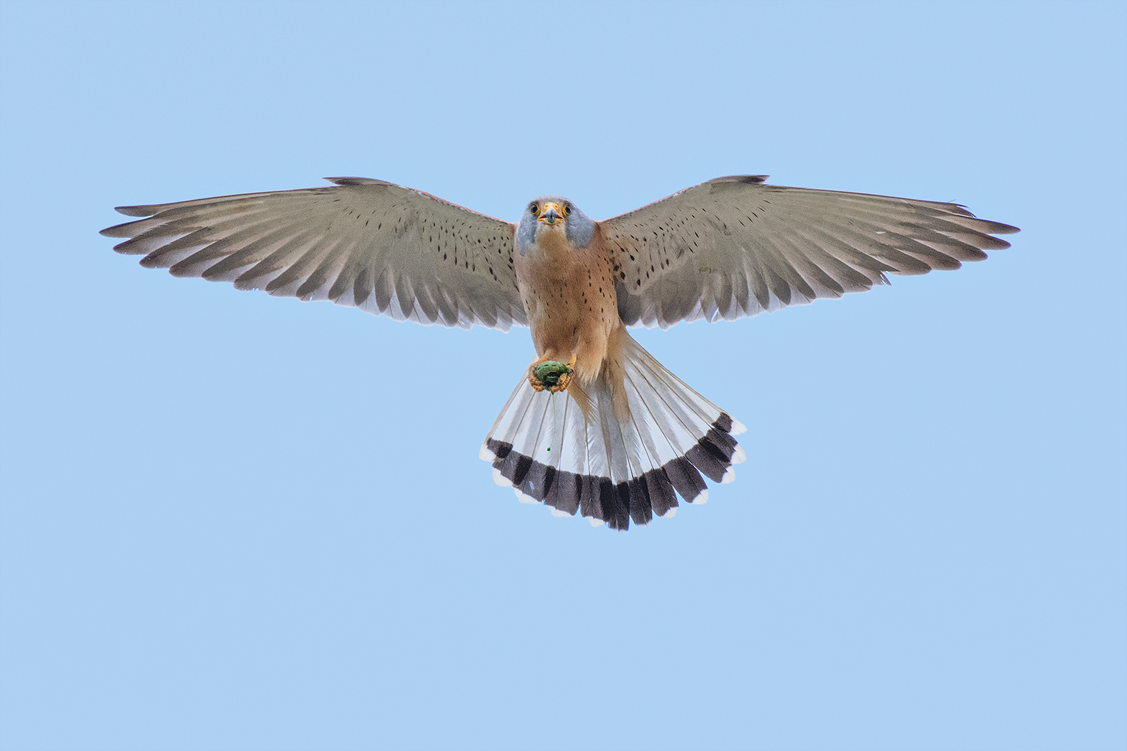 Grillaio (maschio) in volo