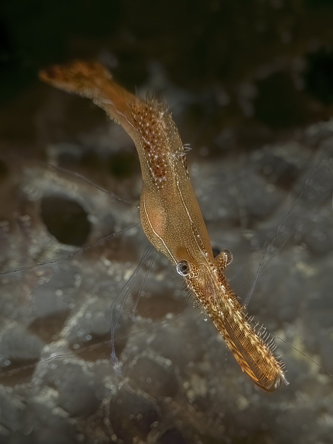 Leander plumosus