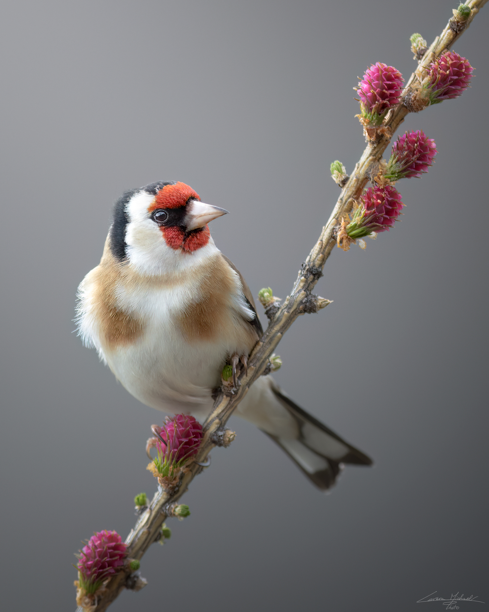 The spring goldfinch