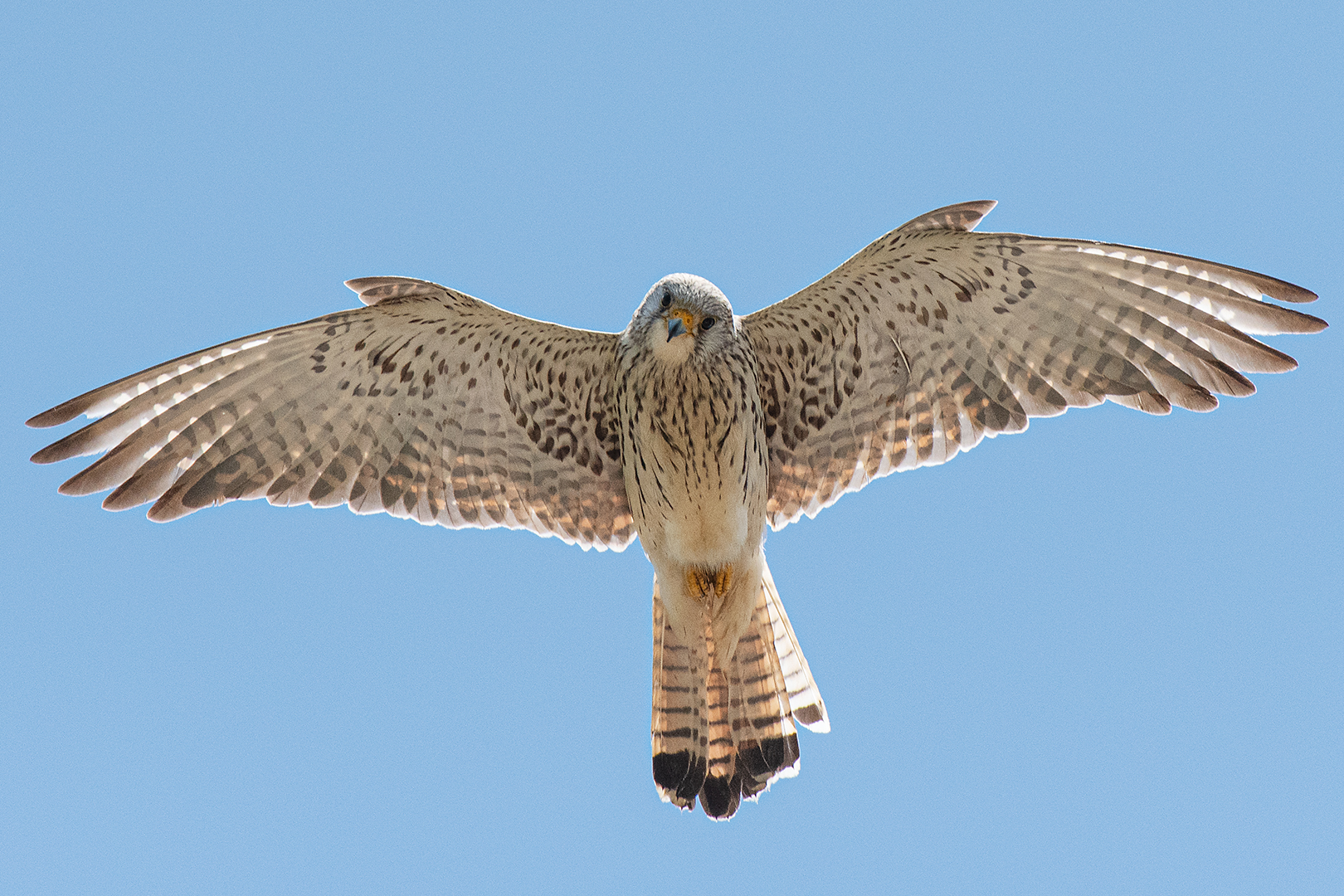 Grillaio  (femmina) in volo