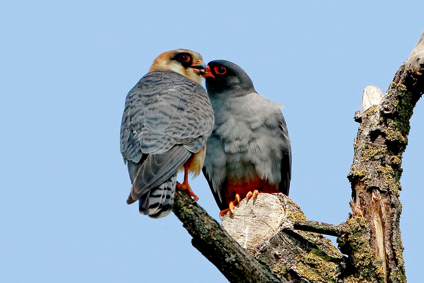 Affectionate boy of cuckoo hawk.