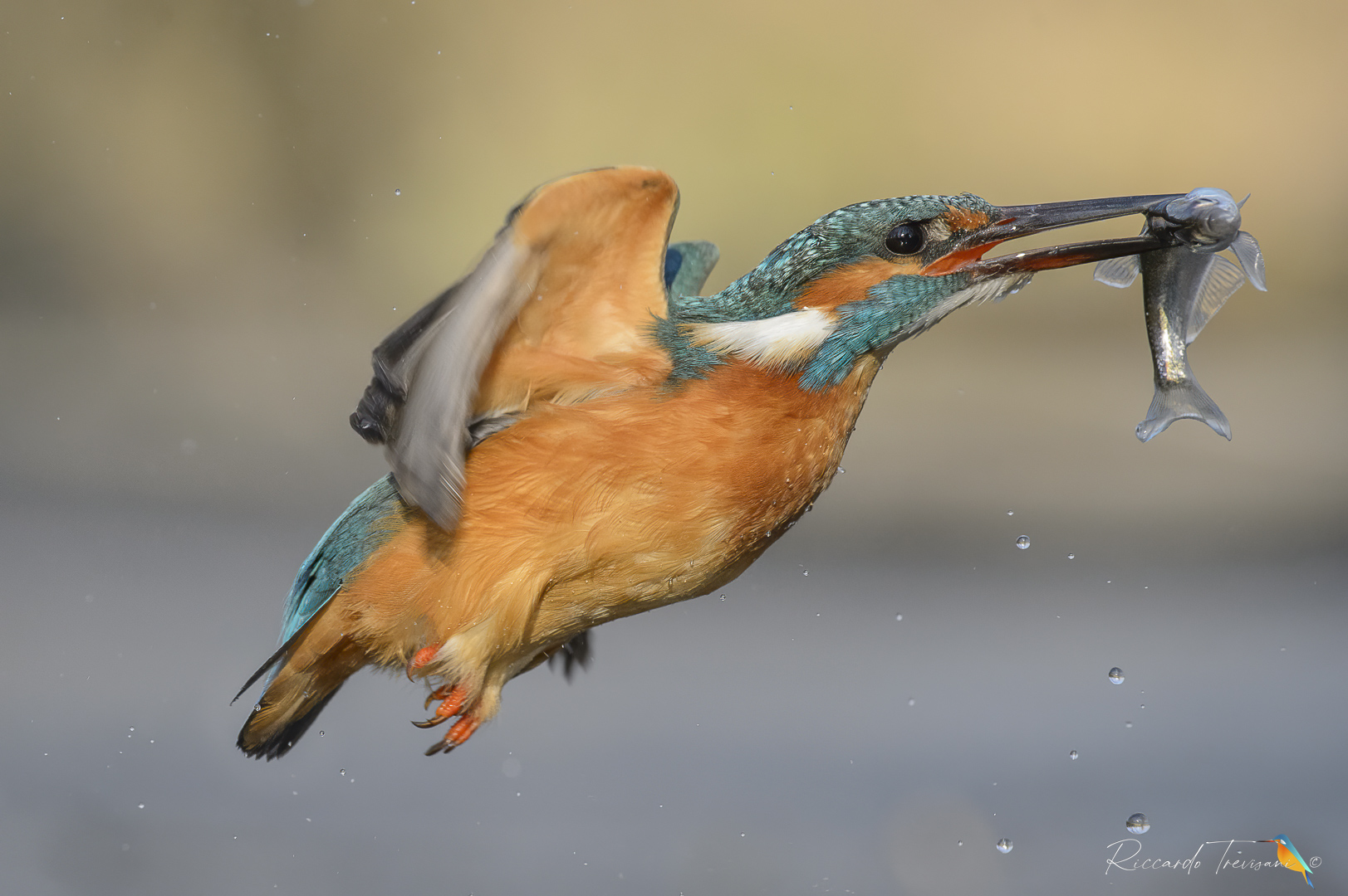 The Kingfisher