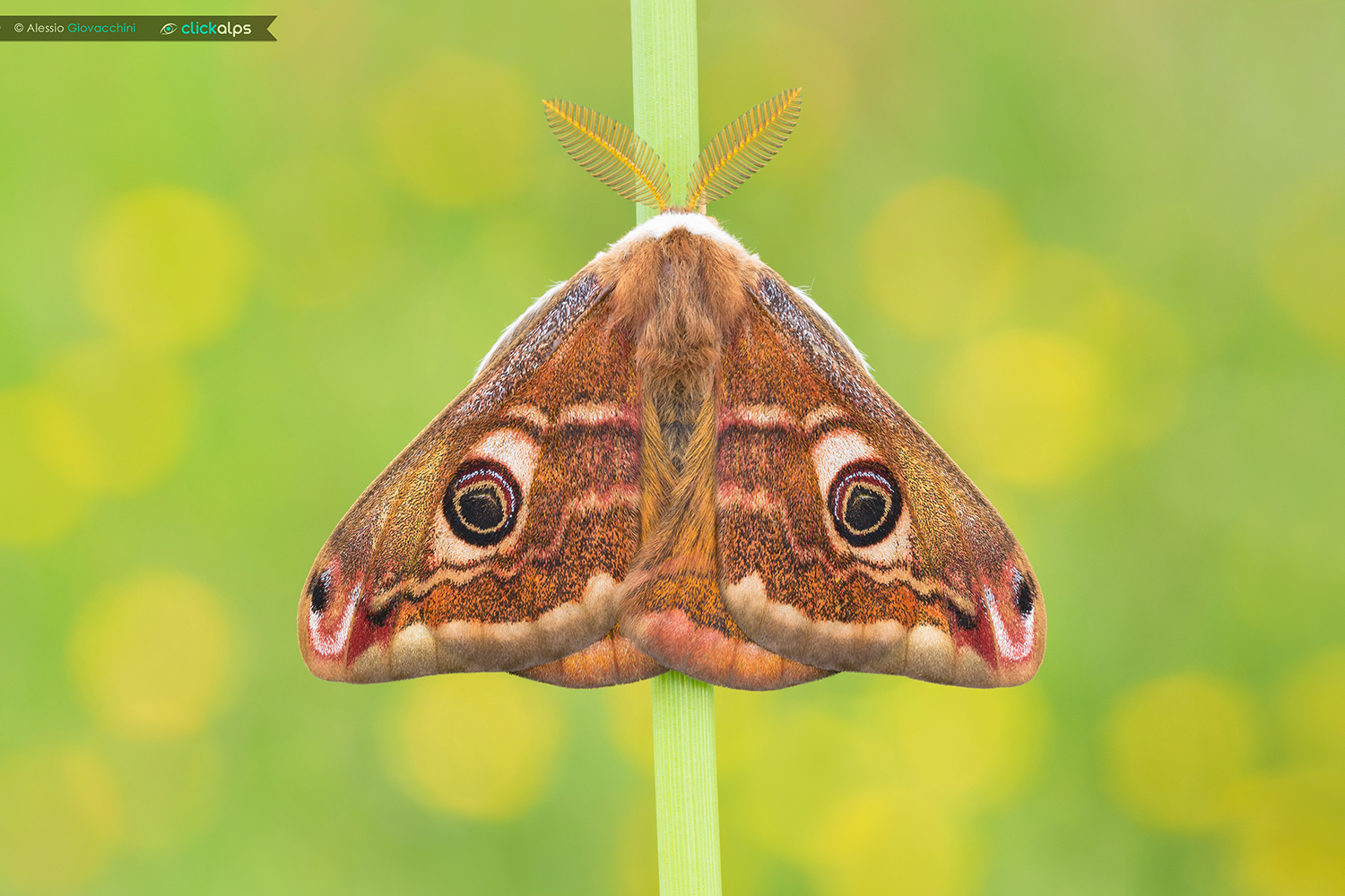Saturnia pavoniella