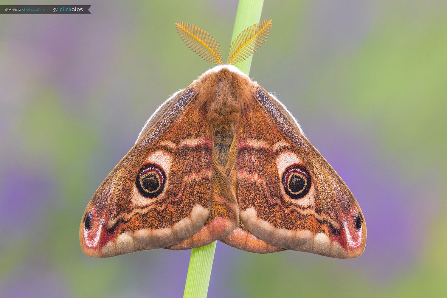 Saturnia pavoniella