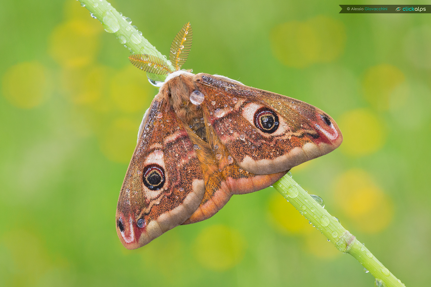 Saturnia pavoniella