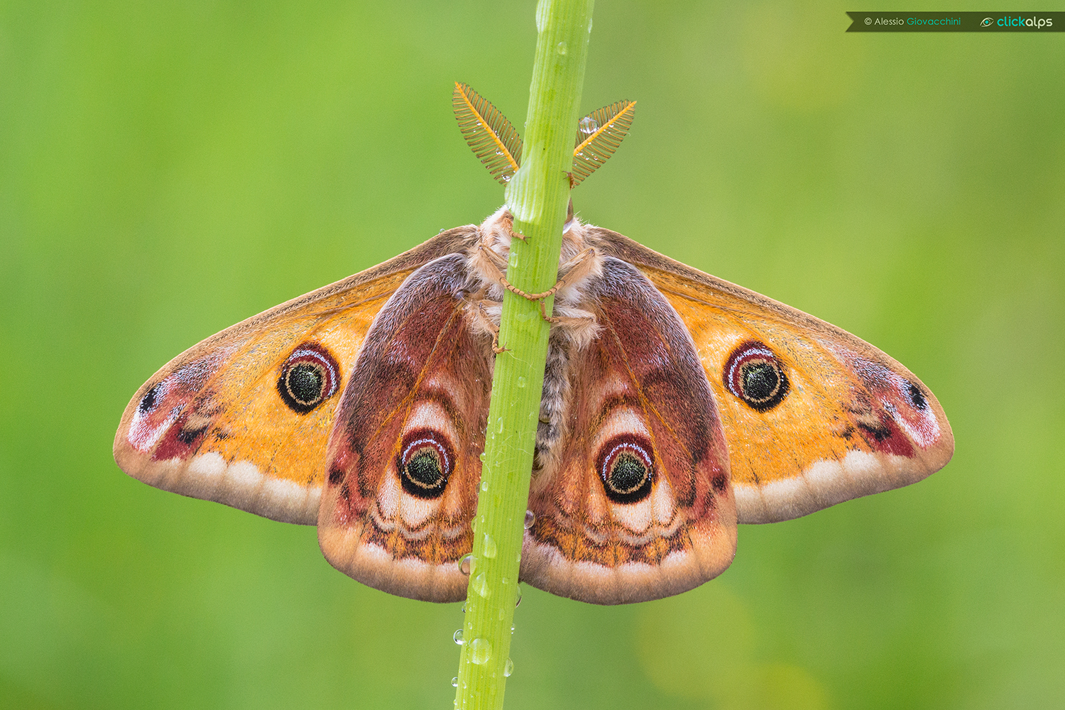 Saturnia pavoniella
