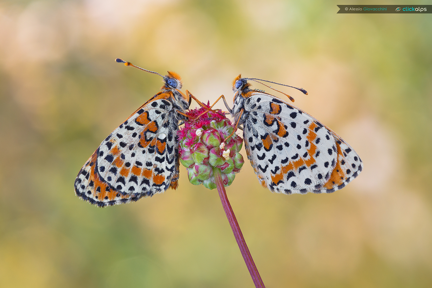Melitaea didyma