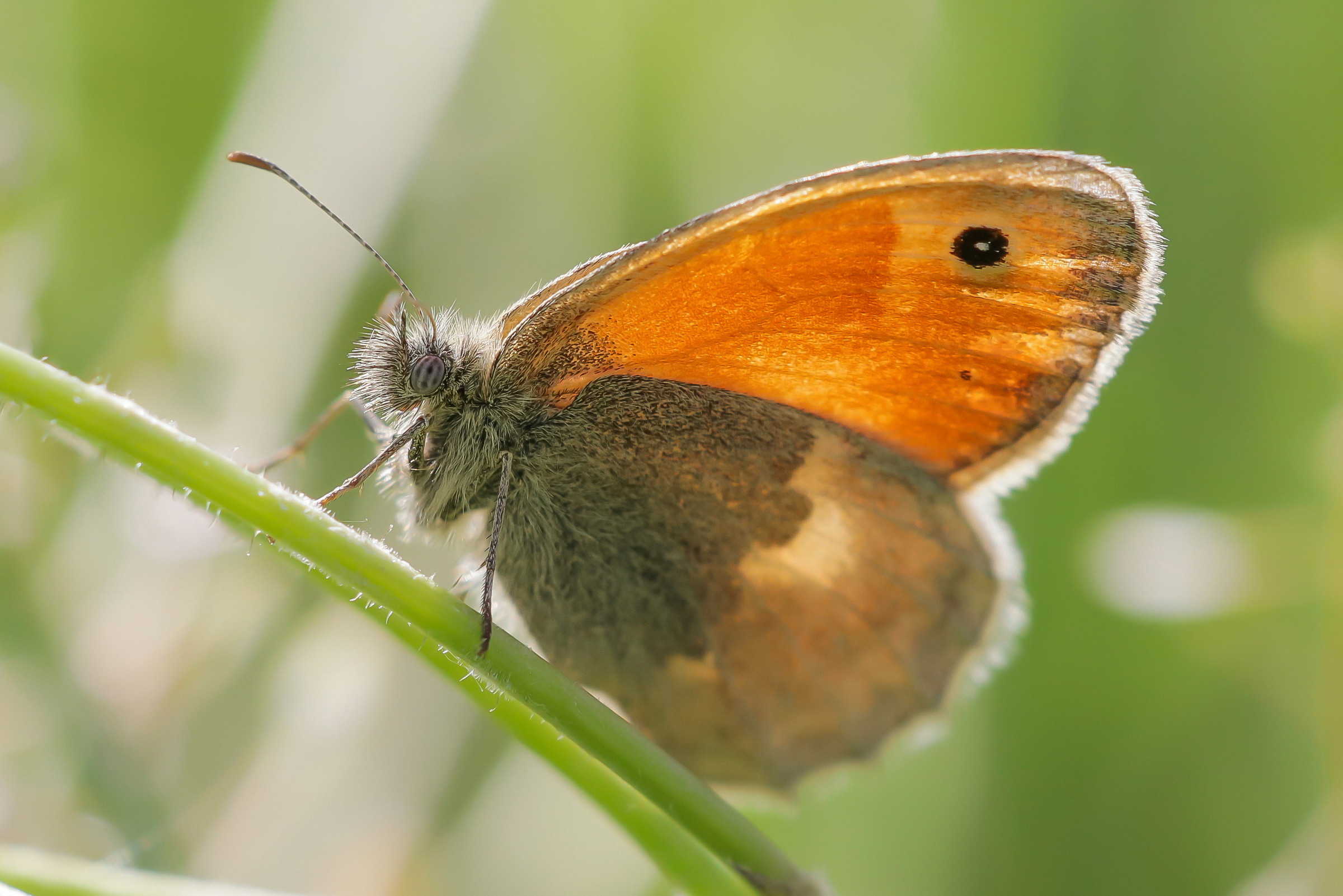 Coenonympha pamphilus