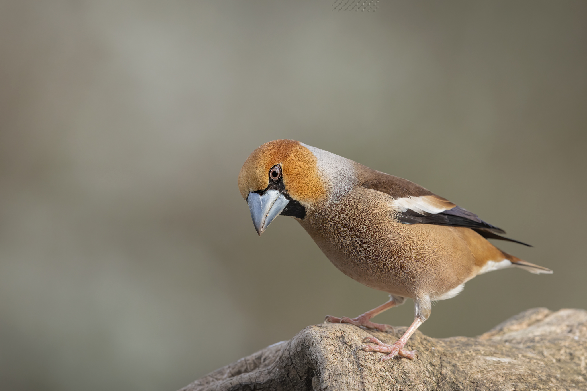Hawfinch