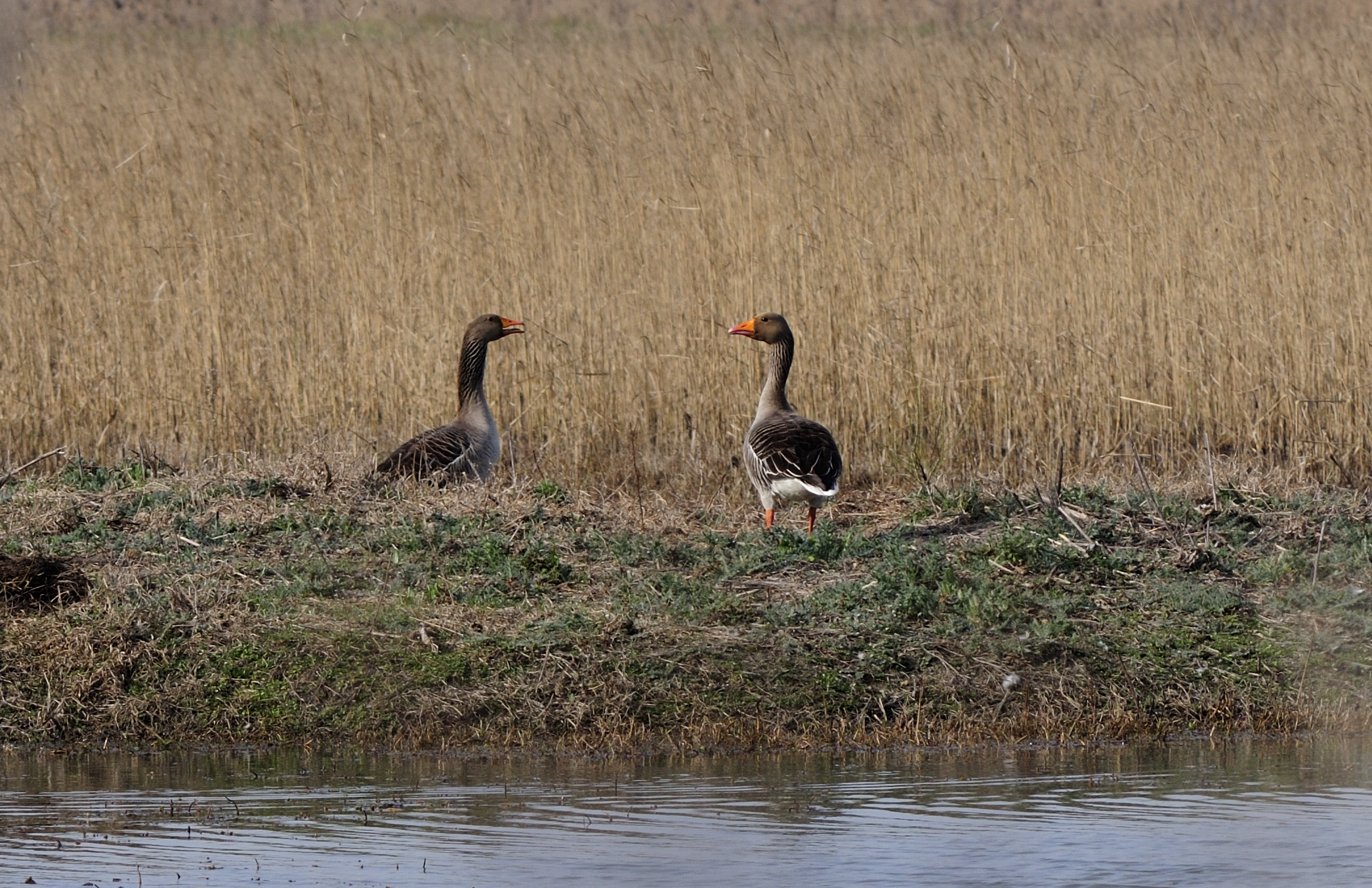 Wild geese