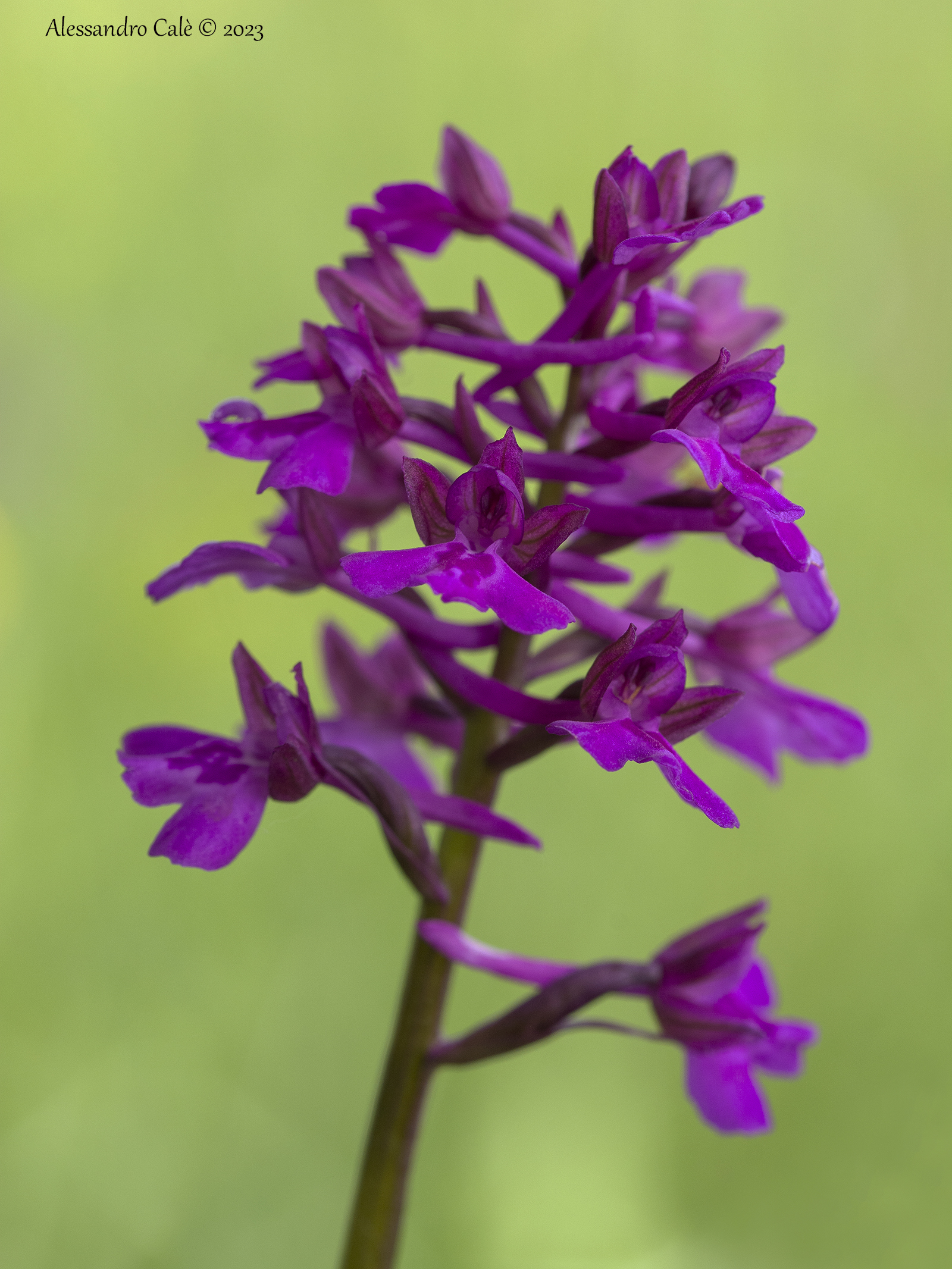 Ibrido Anacamptis morio e Anacamptis pyramidalis 7357