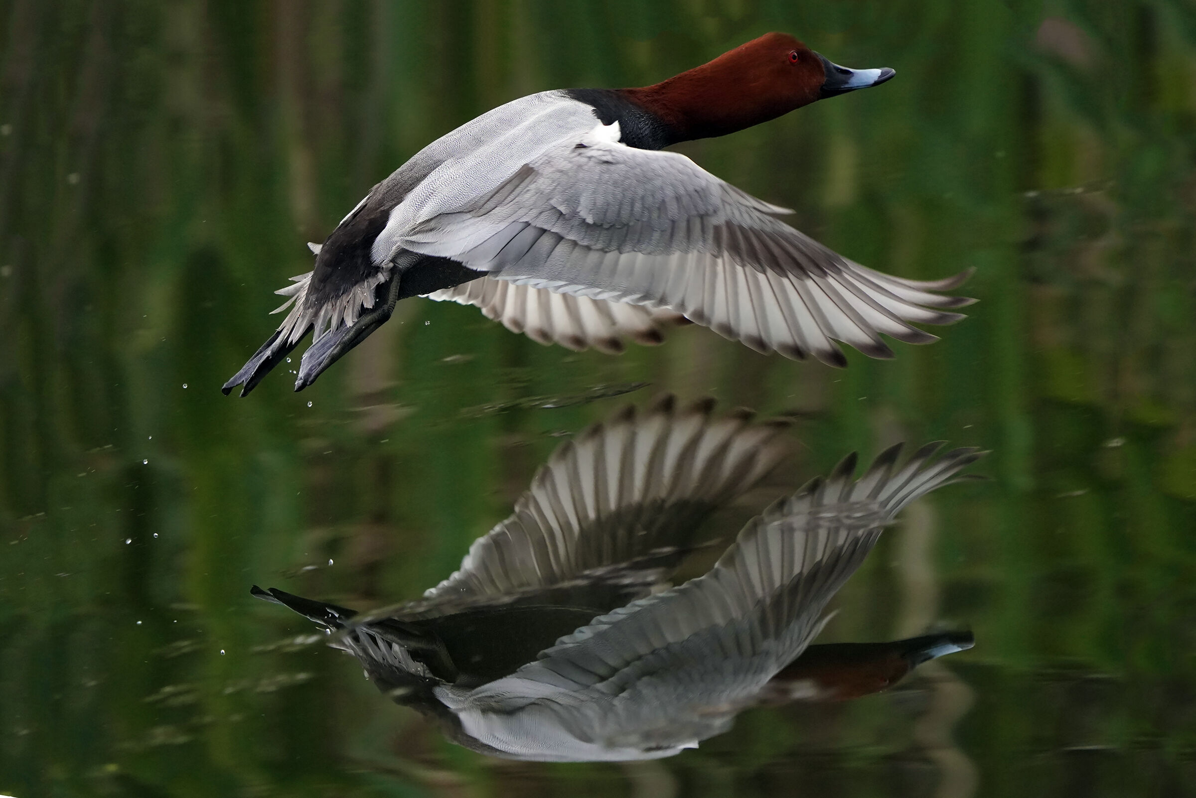 The flight of the male pochard,