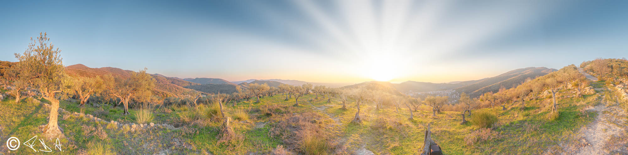 Olive trees on the mountains of Casape