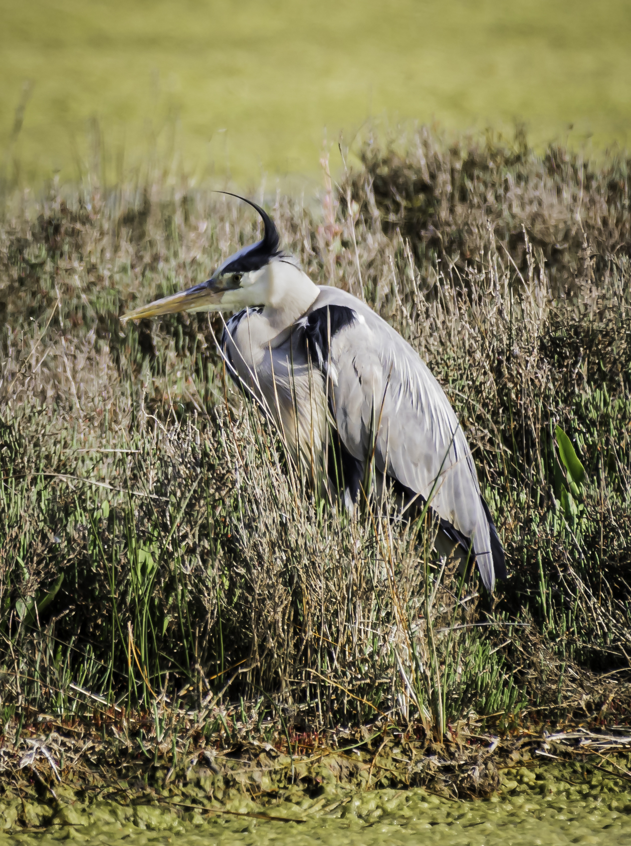 Grey Heron
