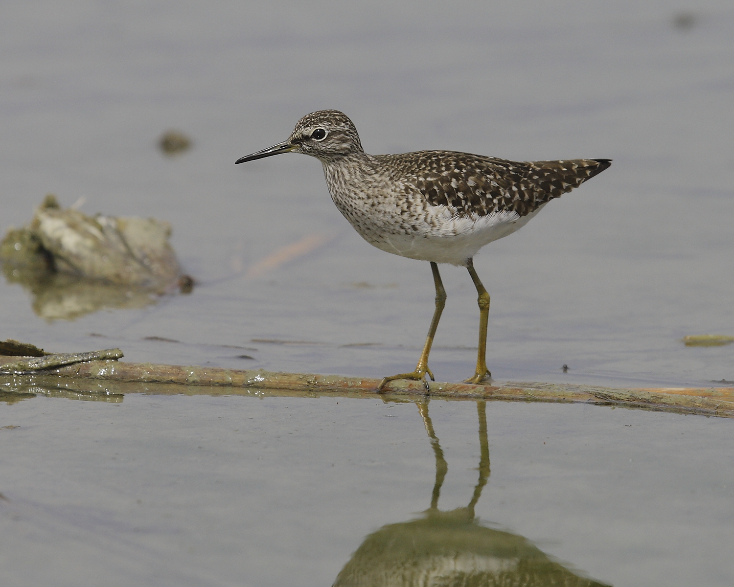 Wood Sandpiper