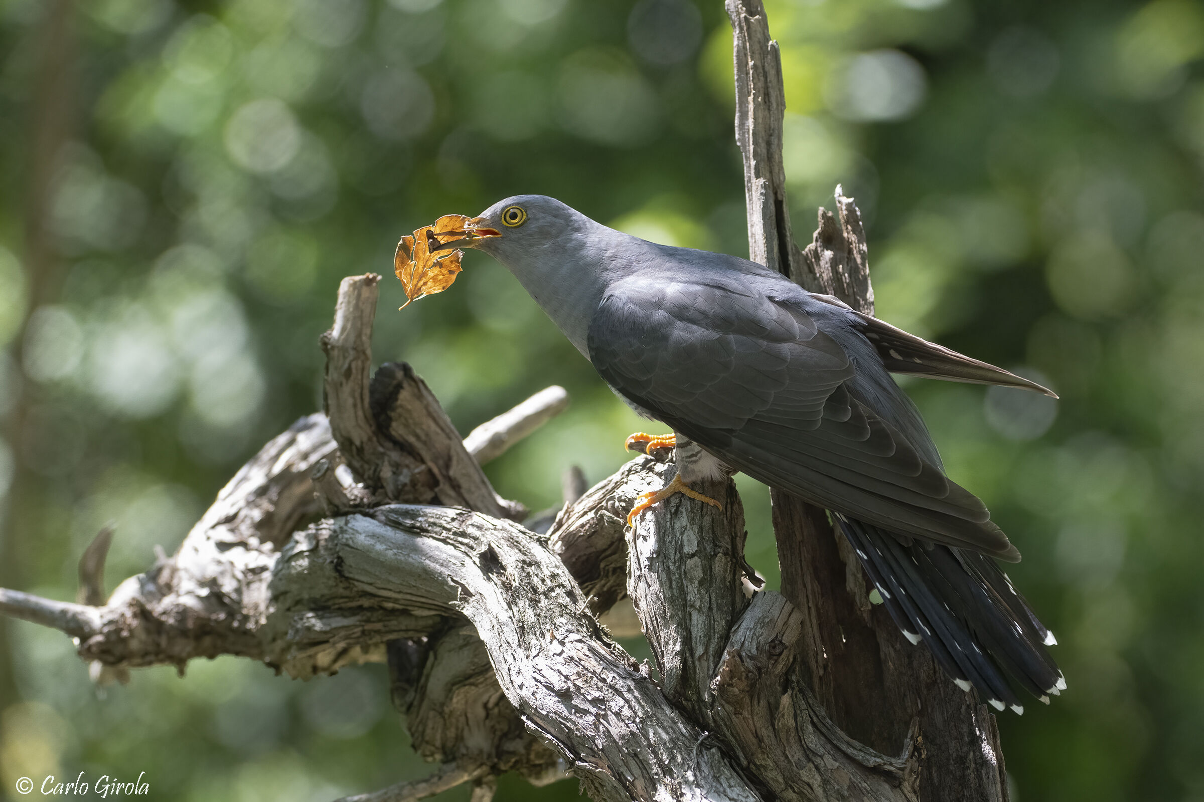 the Cuckoo (Cuculus canorus) and the leaf