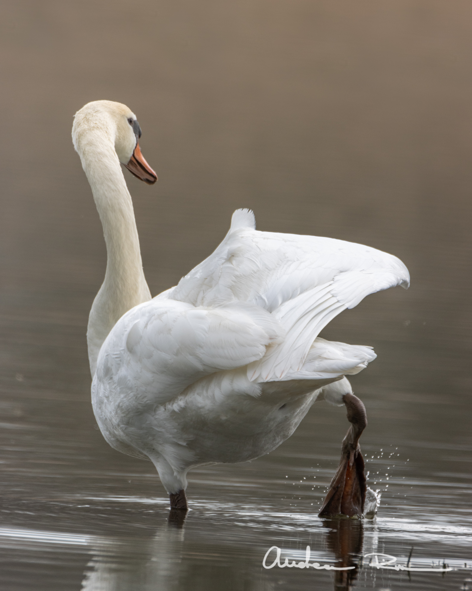 The King of the Lake