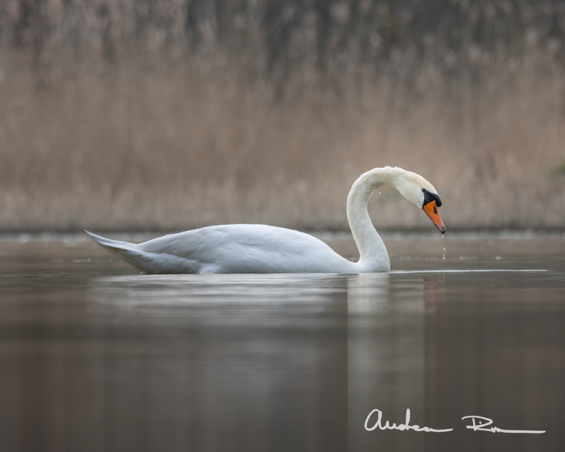 The King of the Lake