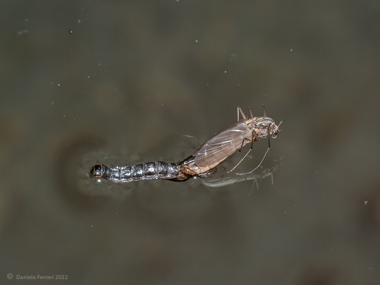 La nascita di Venere