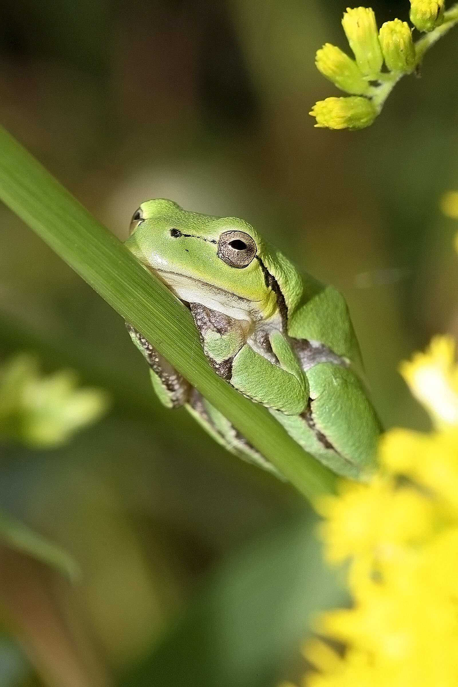 Tree frog