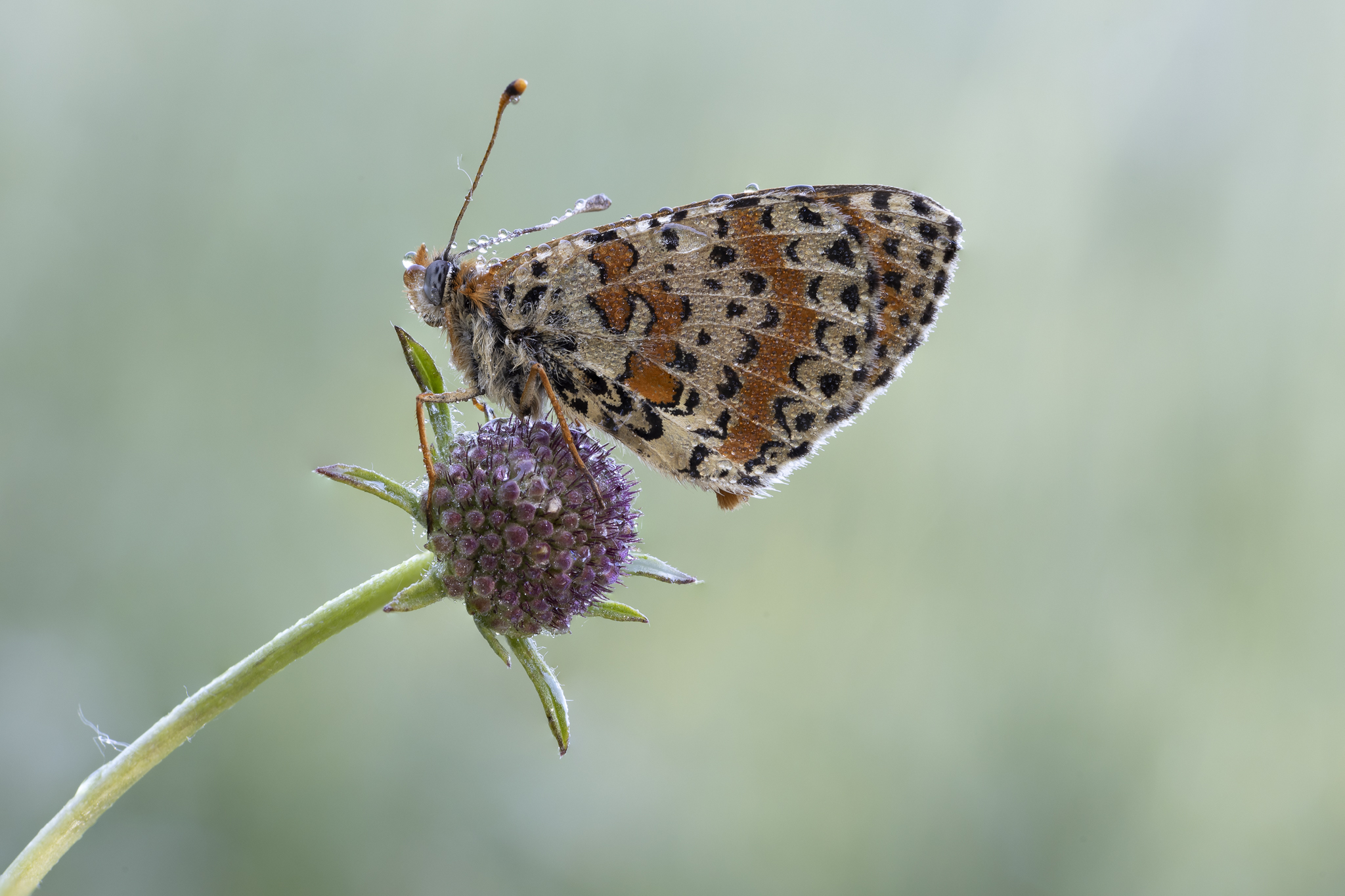 Melitea didyma