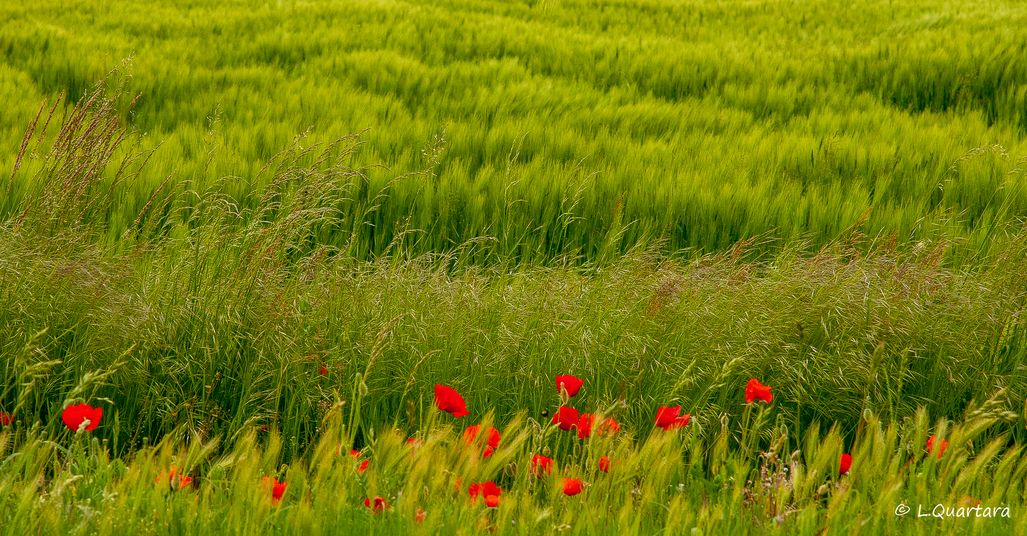 colori di campagna