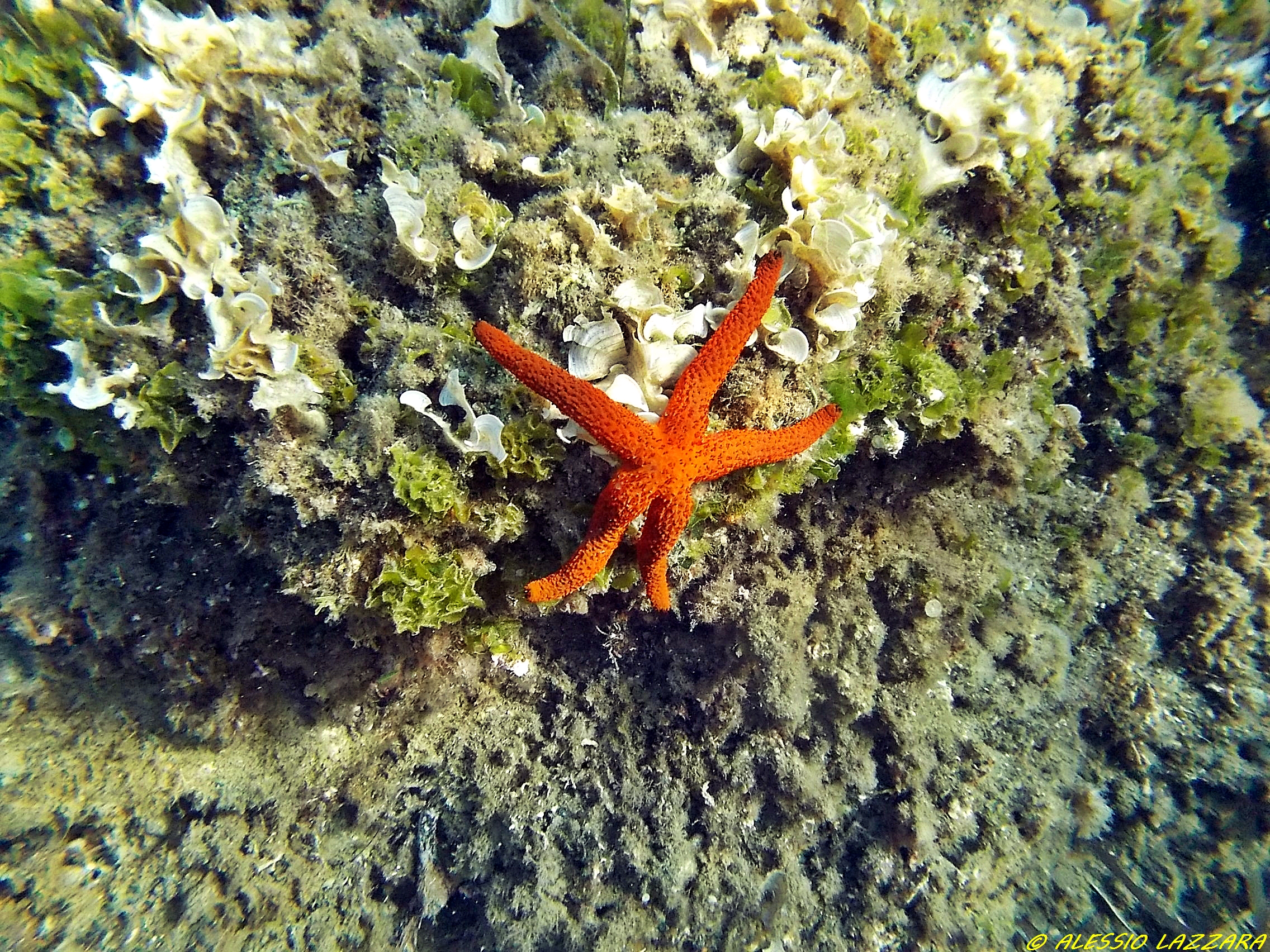 Stella marina 2