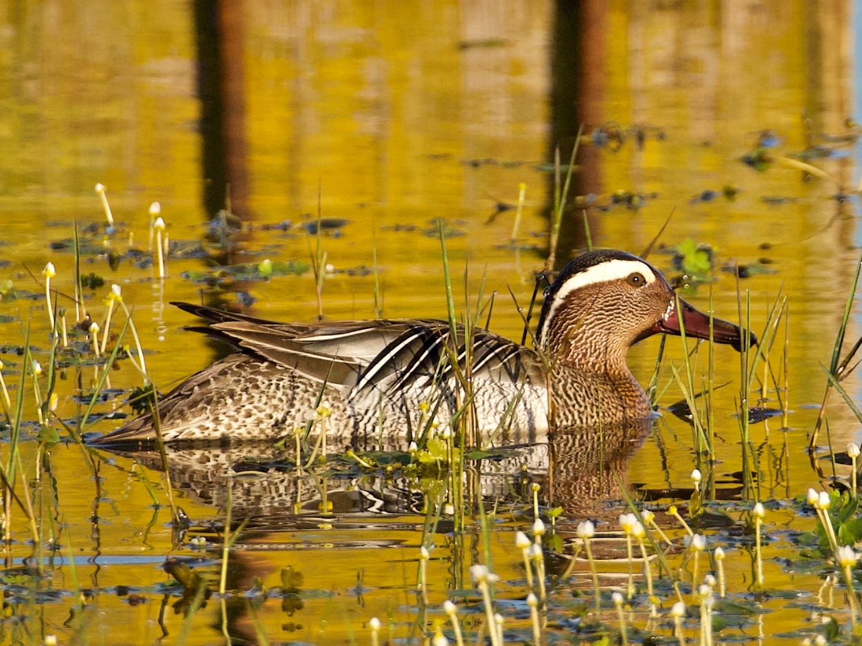 Garganey