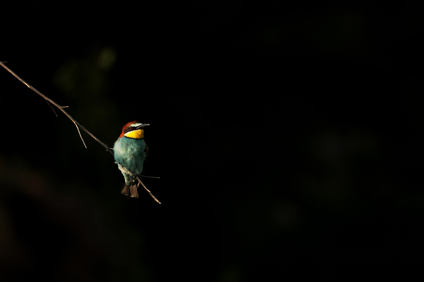 Bee-eater