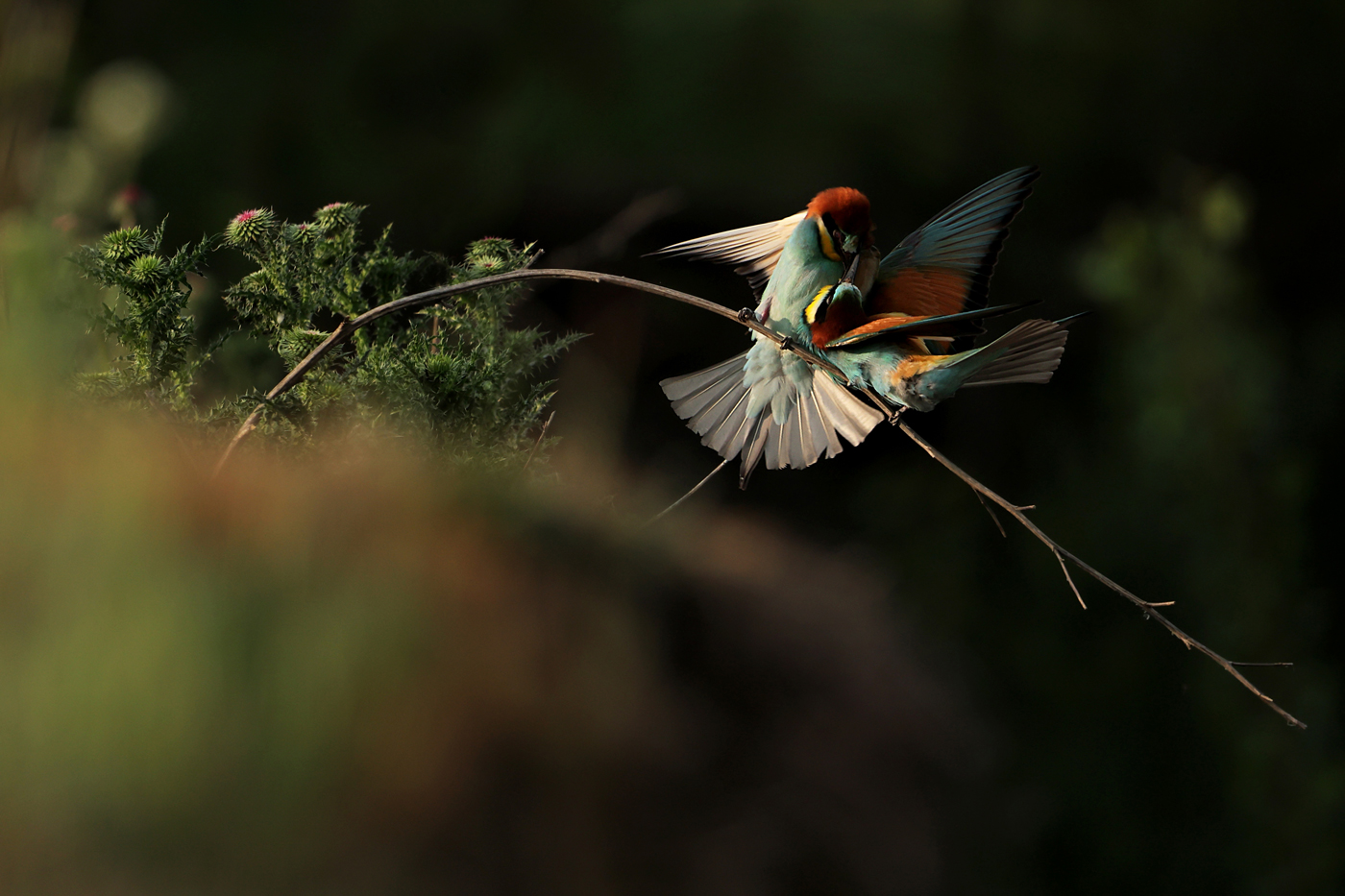 Bee-eaters
