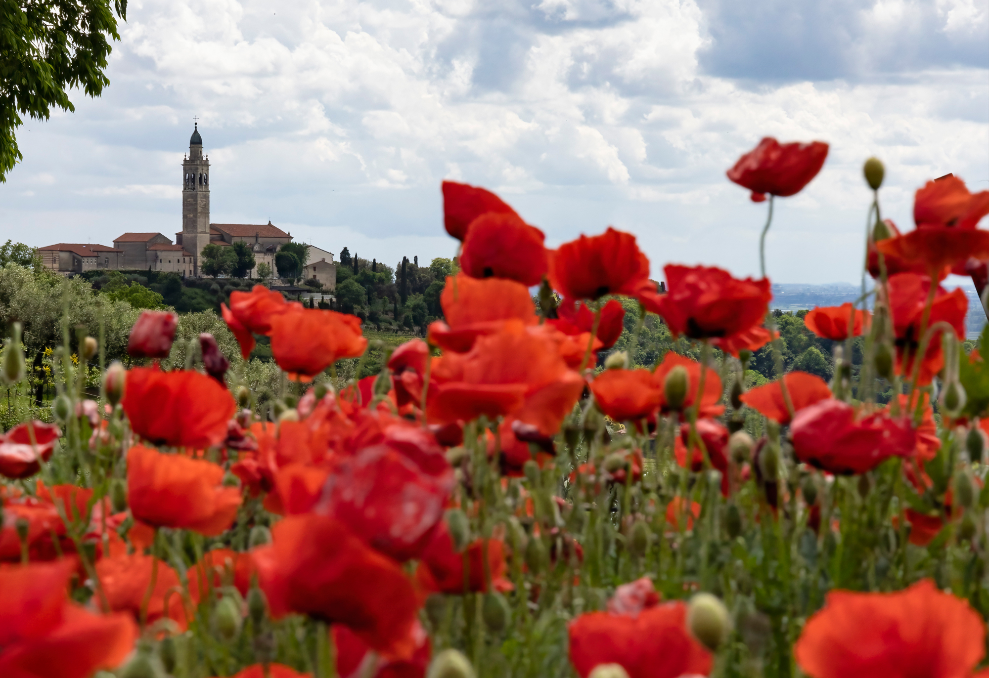 Papaveri a Colognola ai Colli