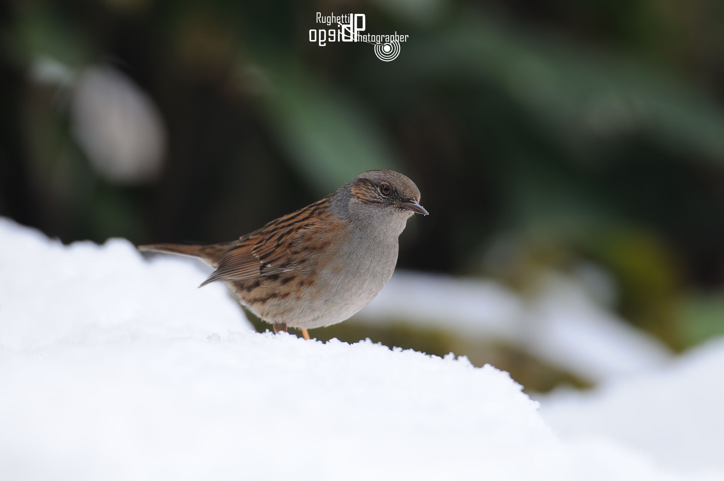 Dunnock