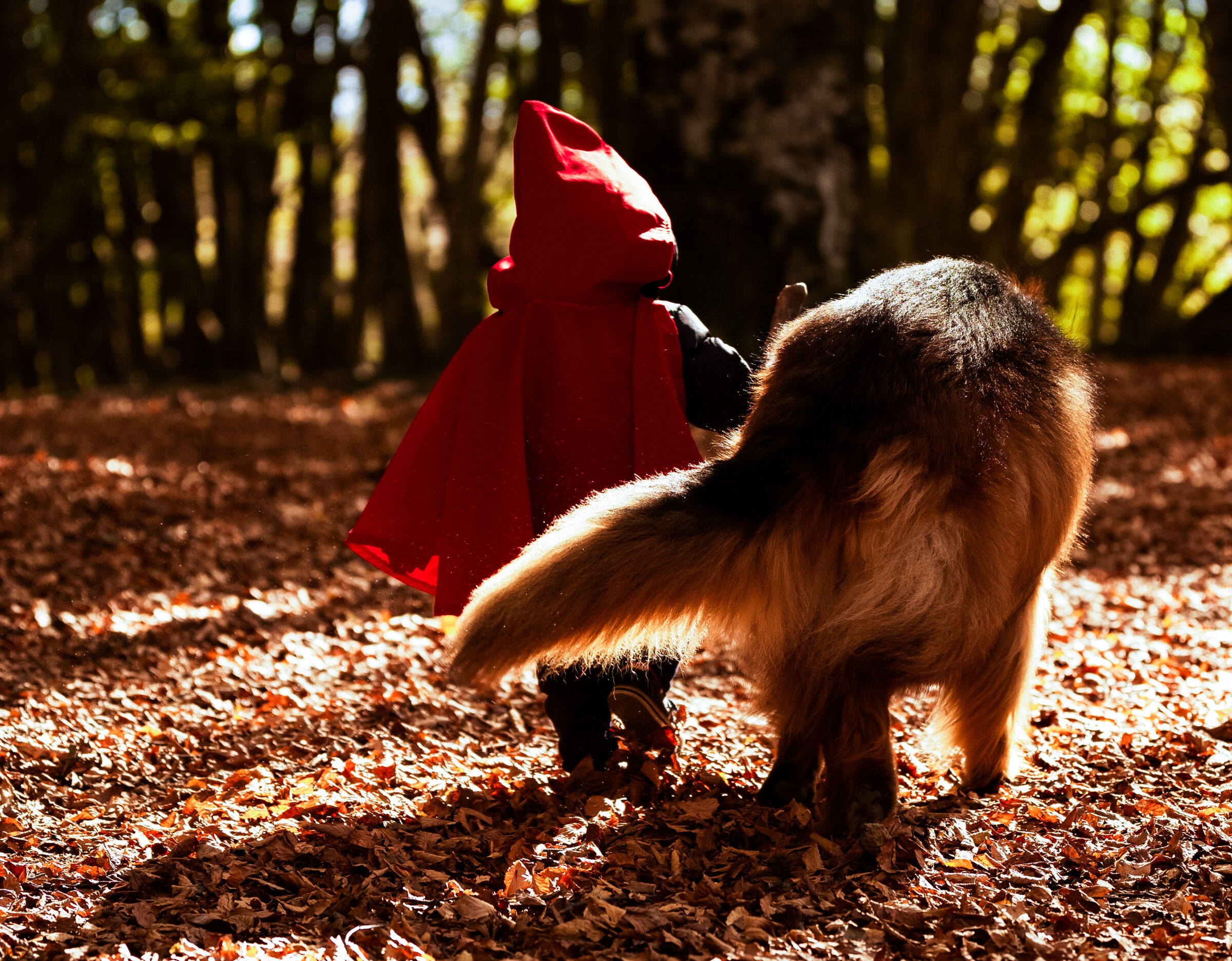 Cappuccetto rosso ed il lupo