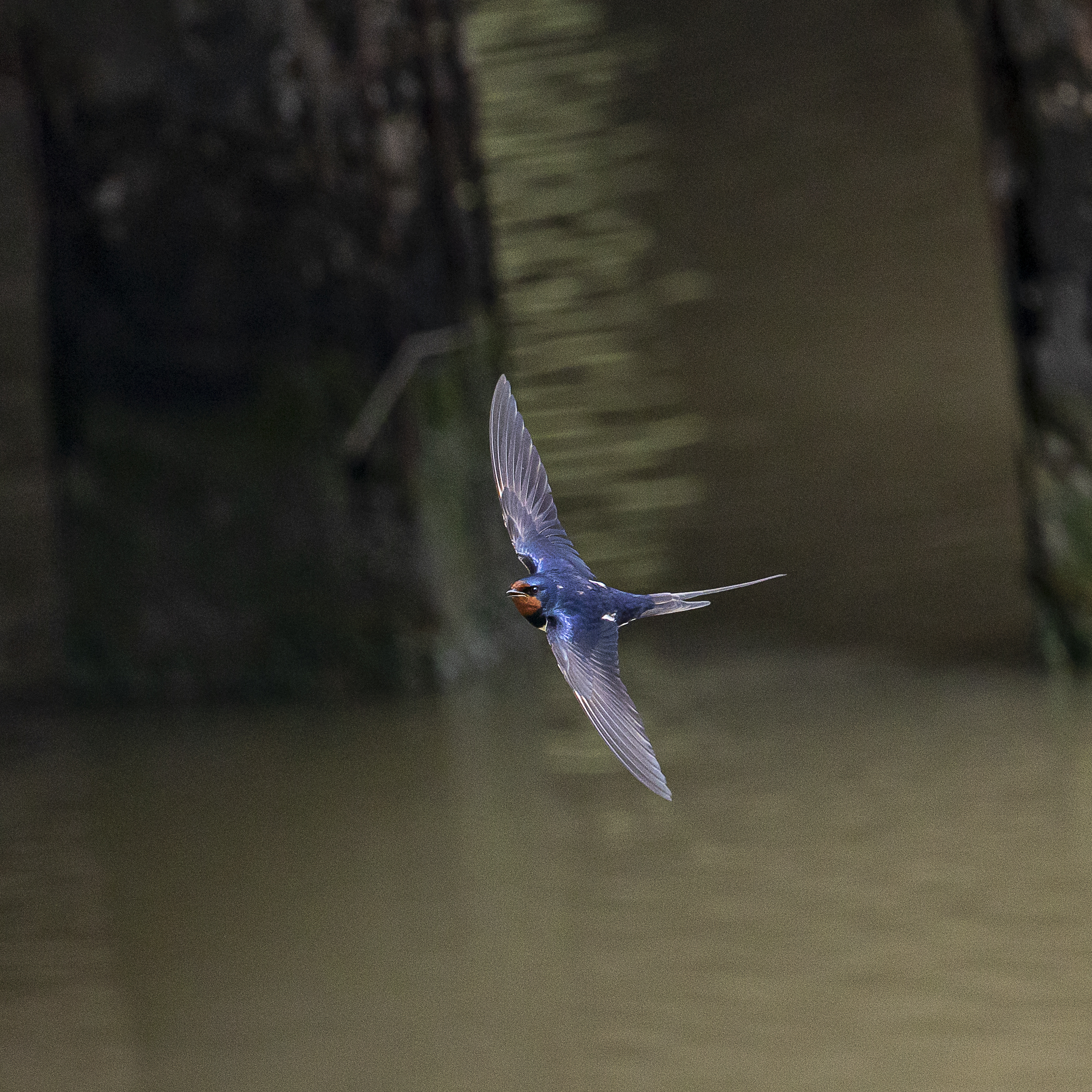 a swallow does not make spring ....