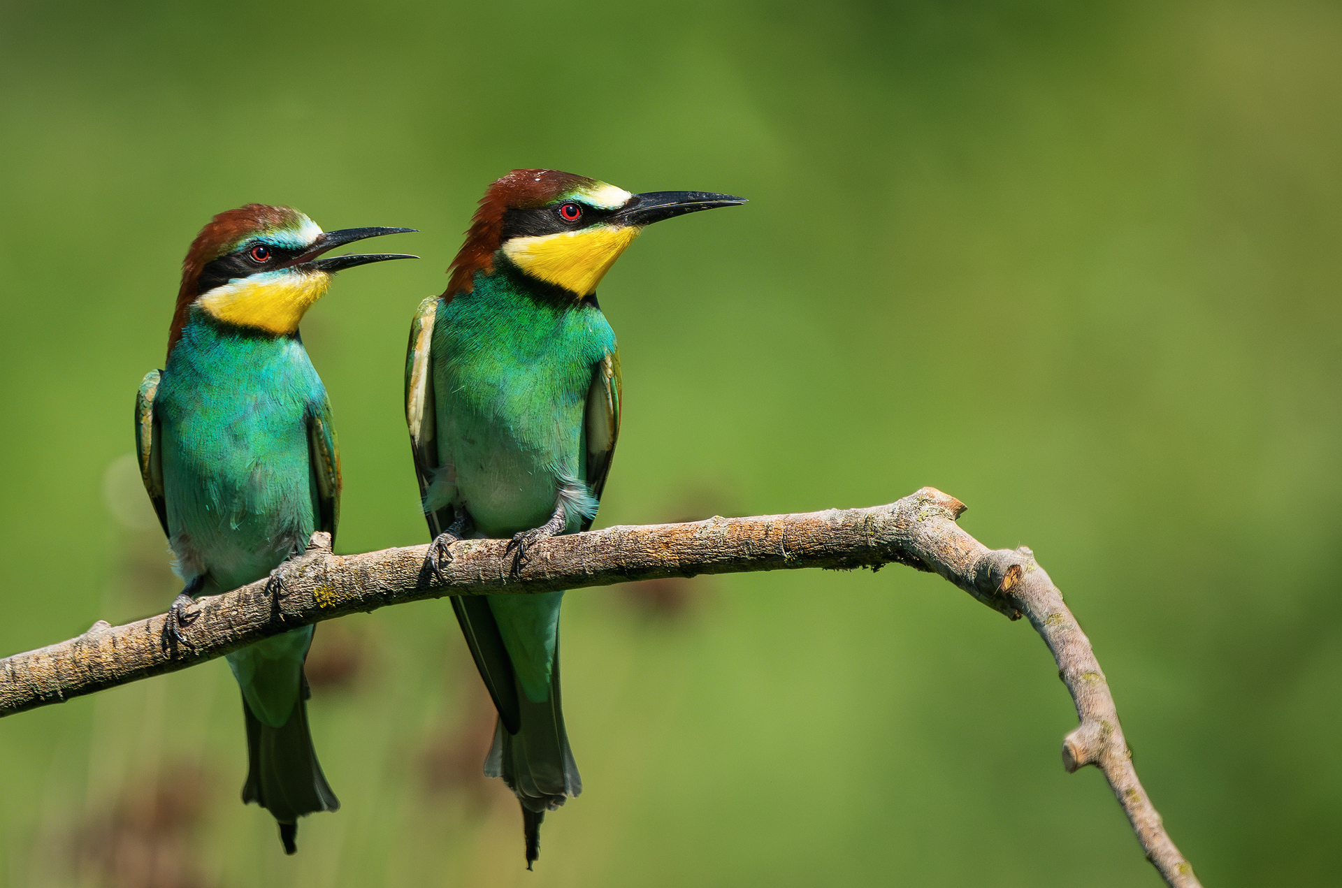 Bee-eaters