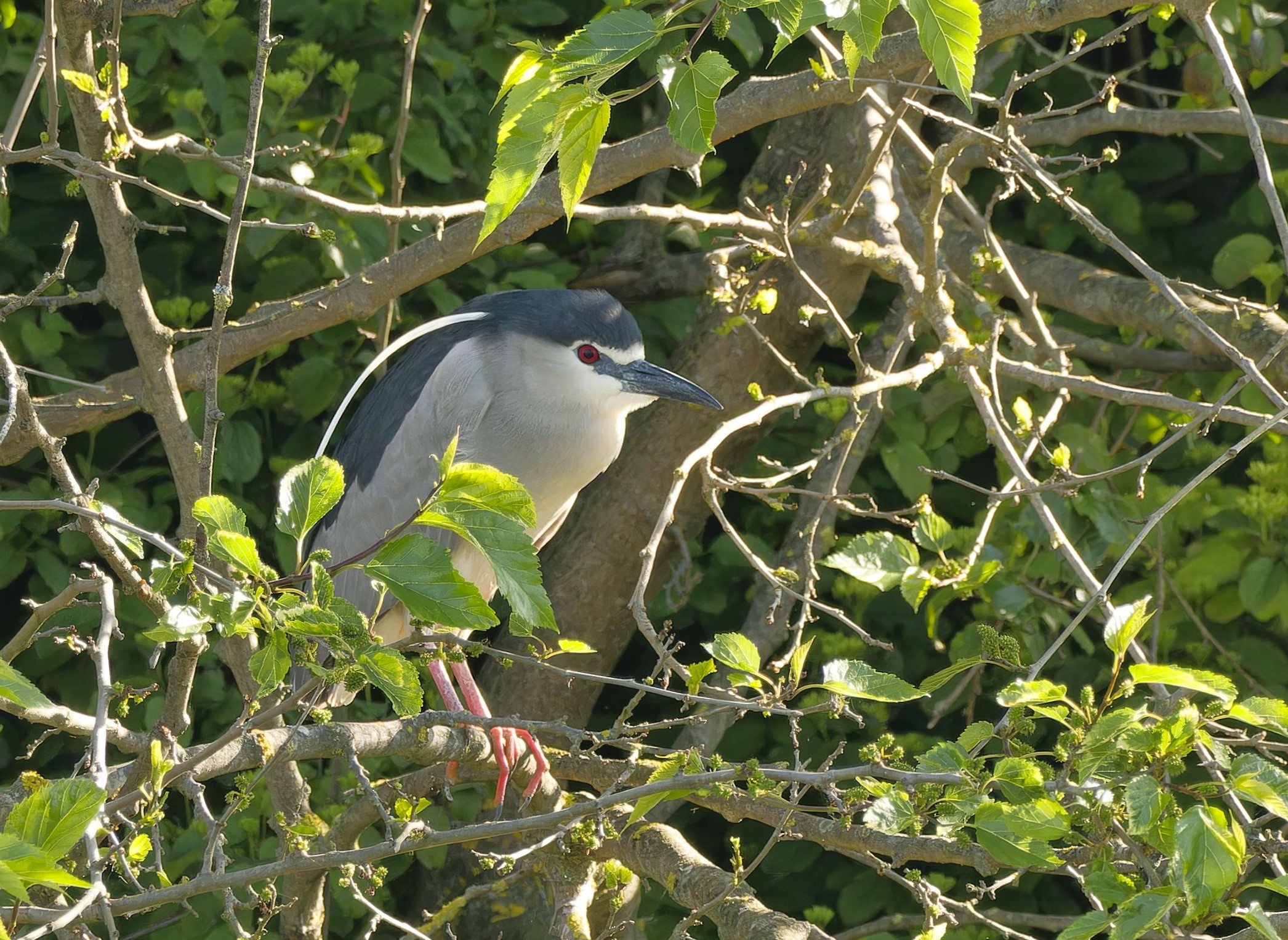 Nitticoora