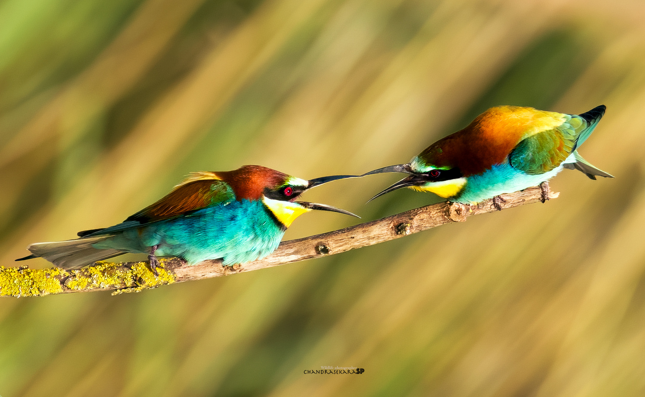 bee-eater