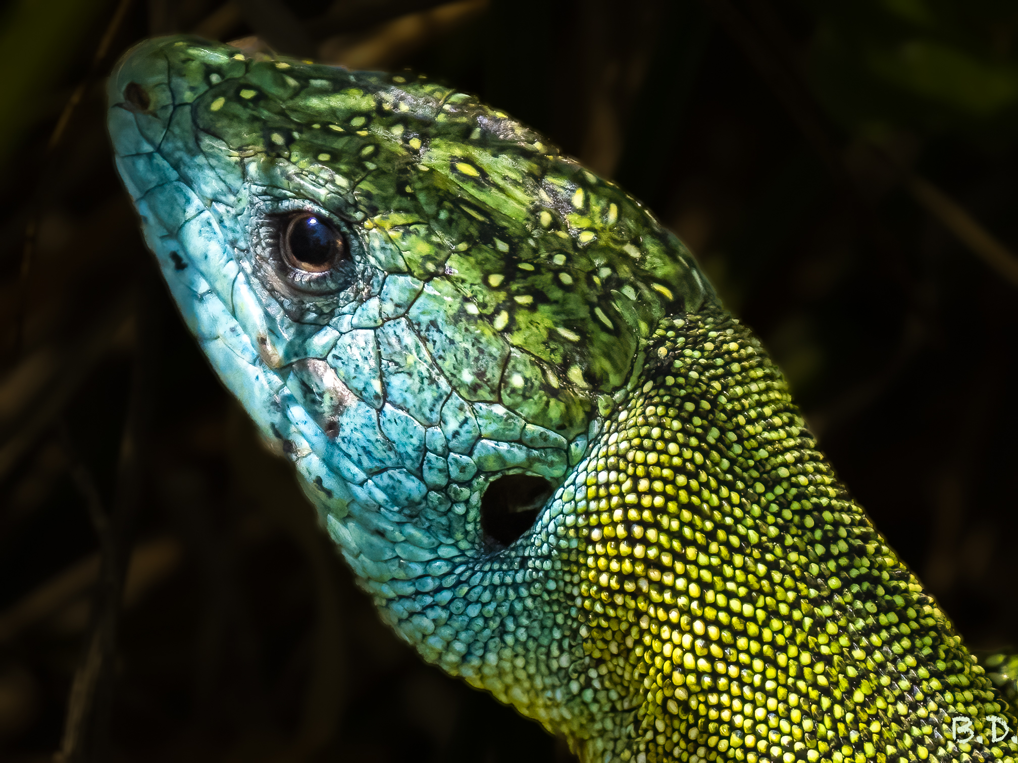 Lacerta bilineata (Western Lizard)