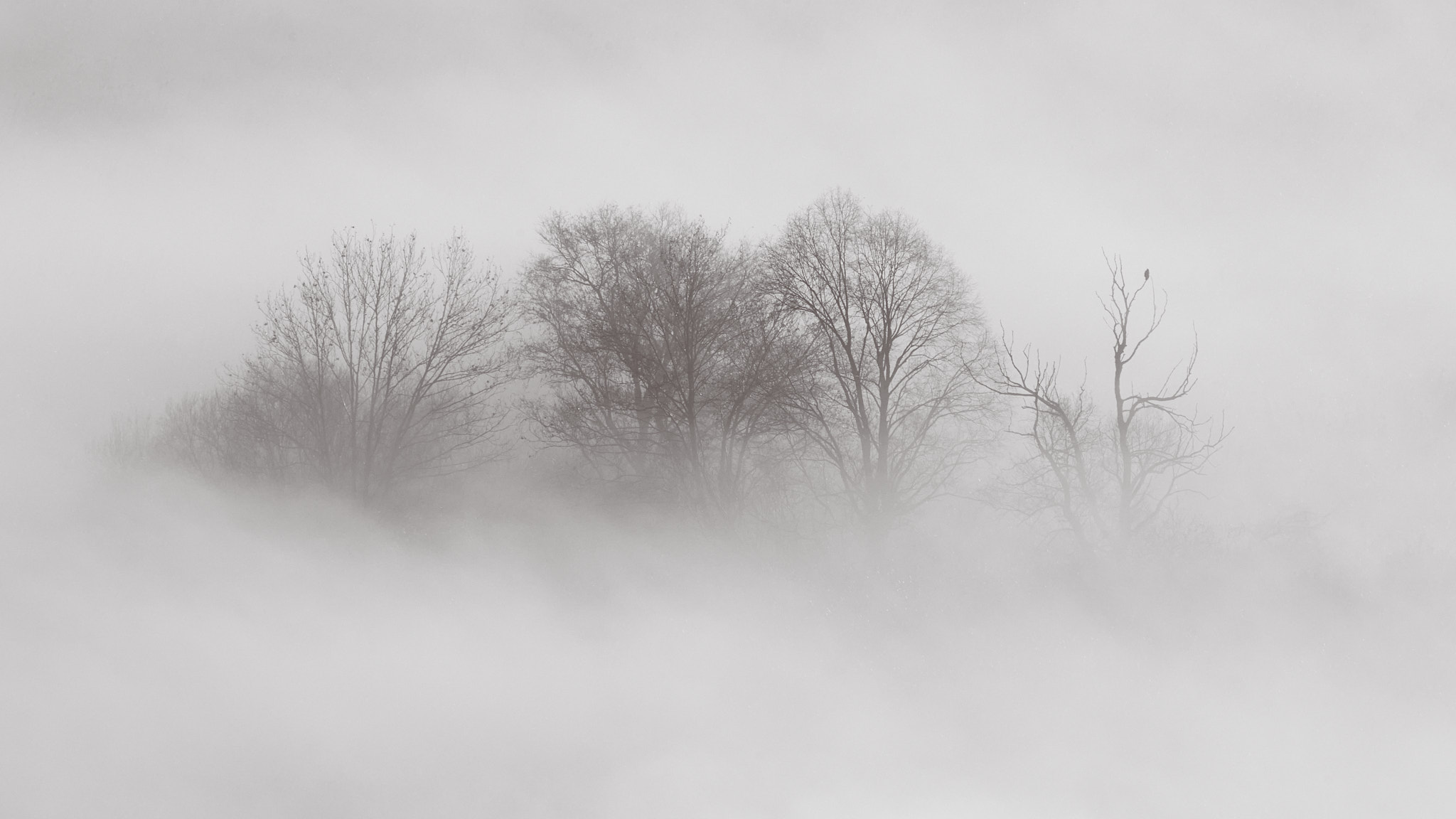 Quasi un paradiso... Gli alberi nella nebbia