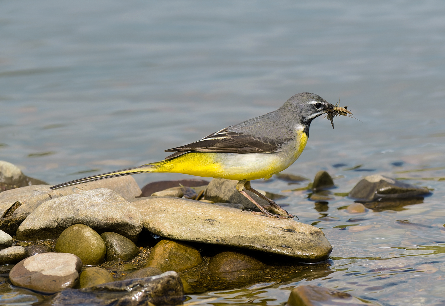 Grey Wagtail