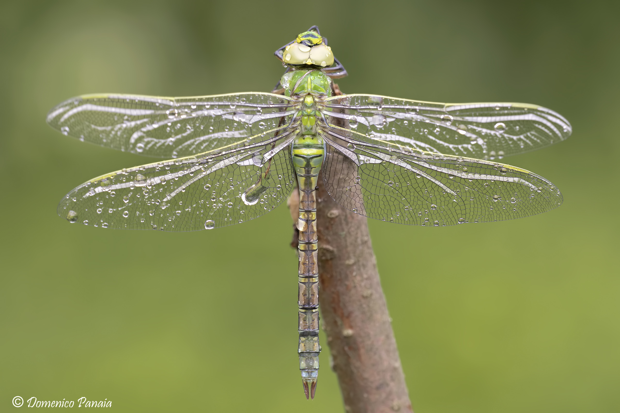 anax imperator