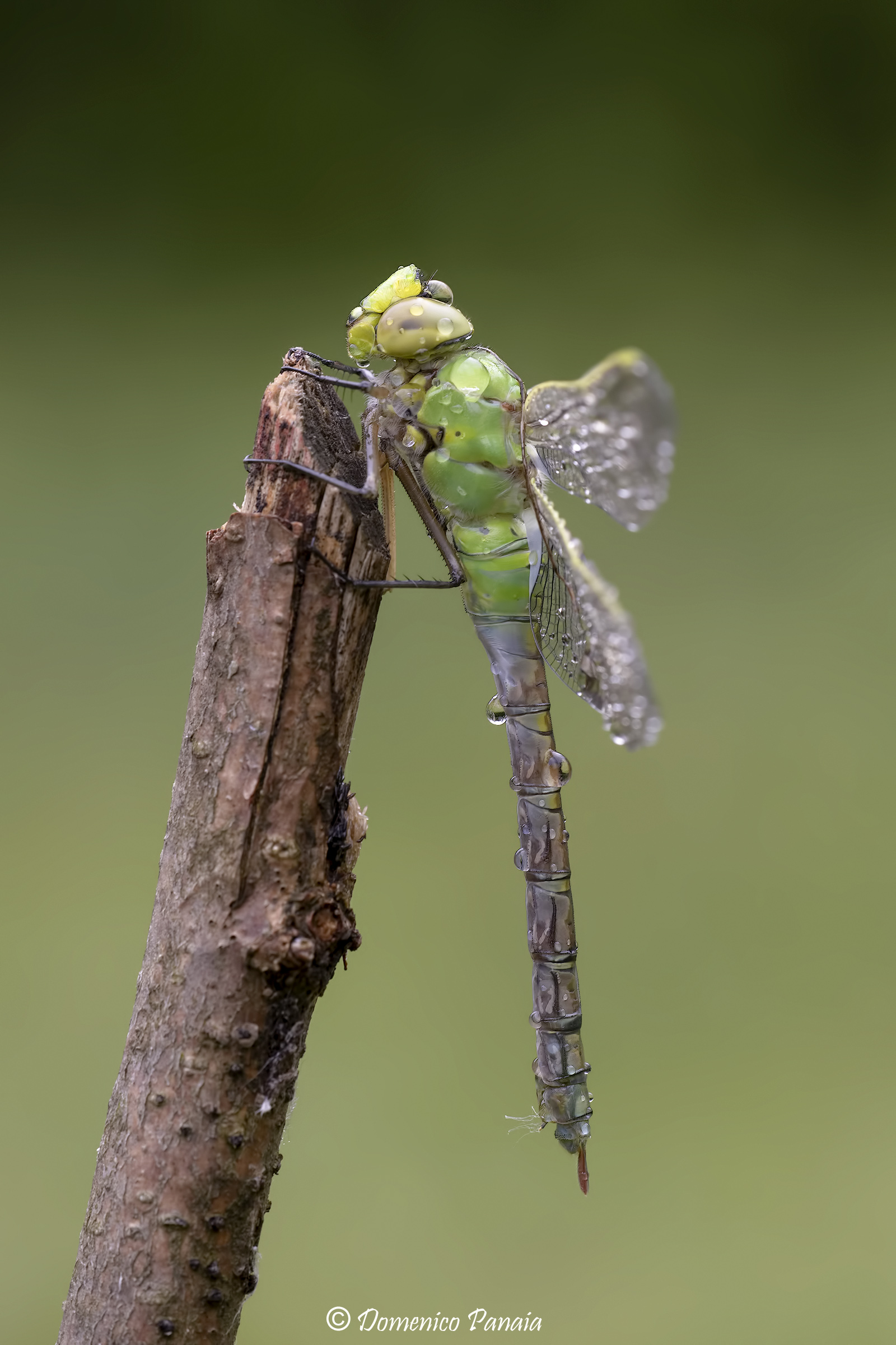 anax imperator