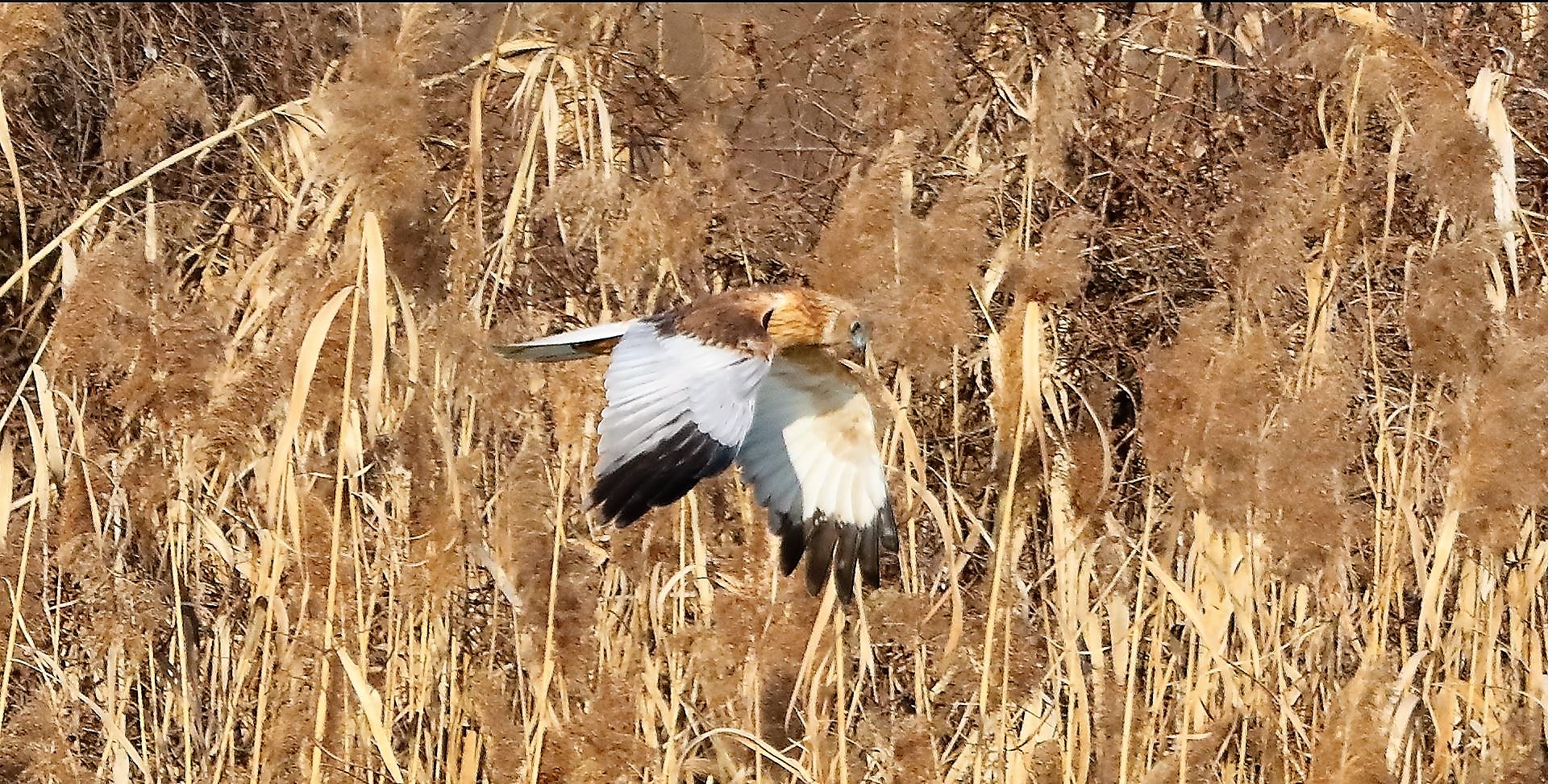 Falco di palude 03-02-2023