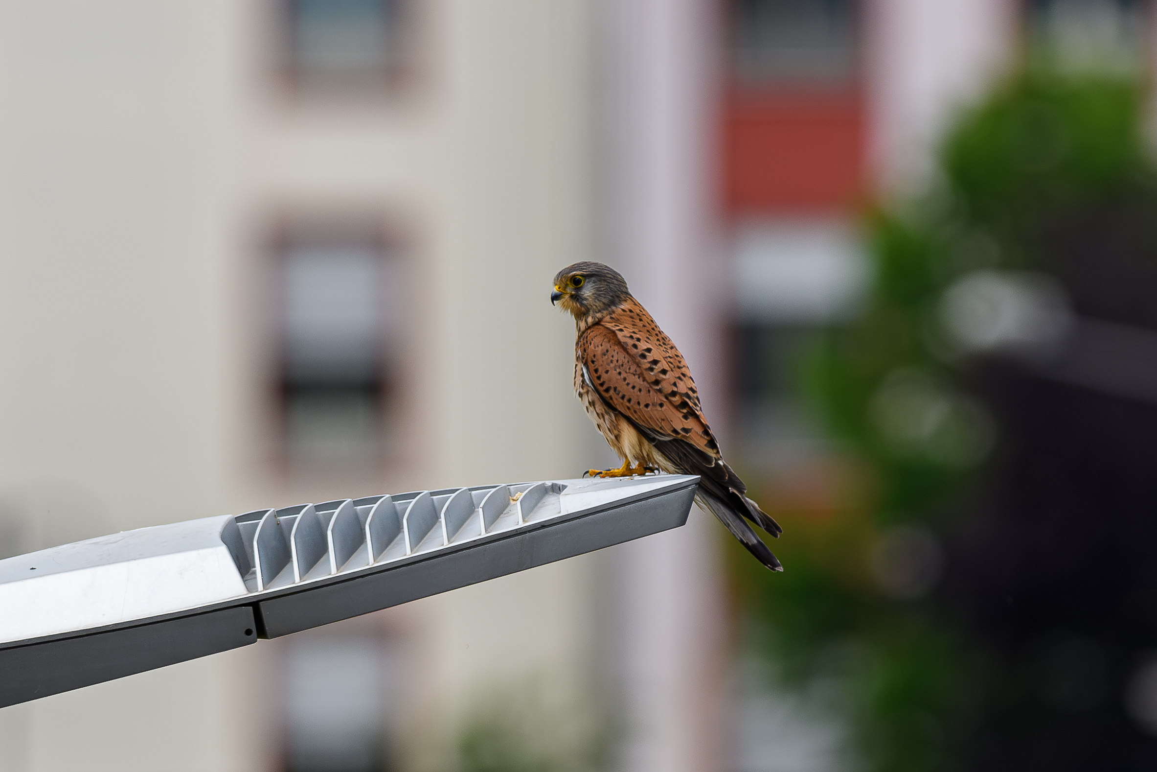Kestrel