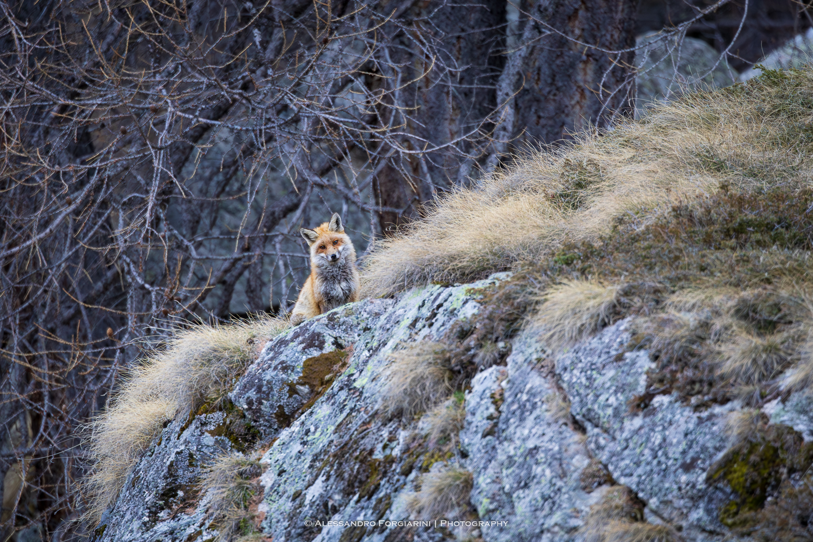 Fox