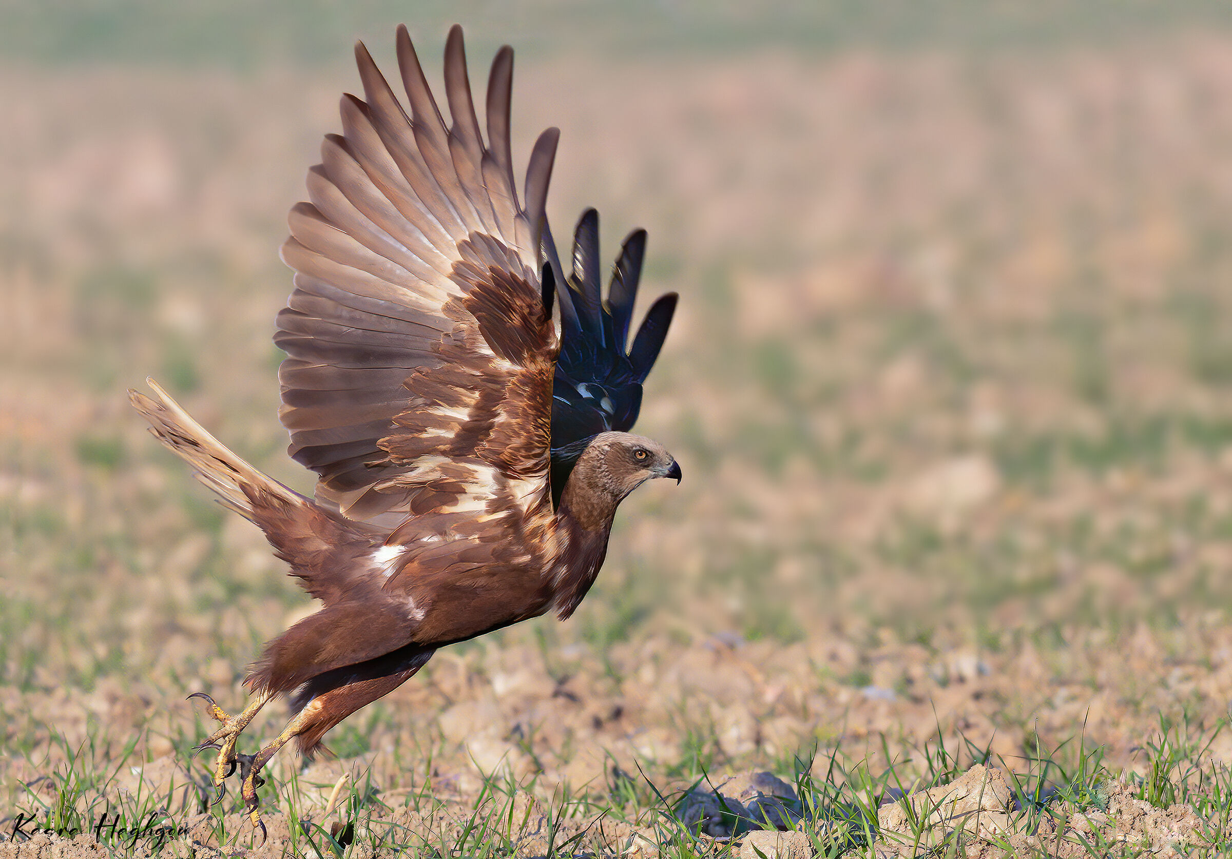 Marsh harrier