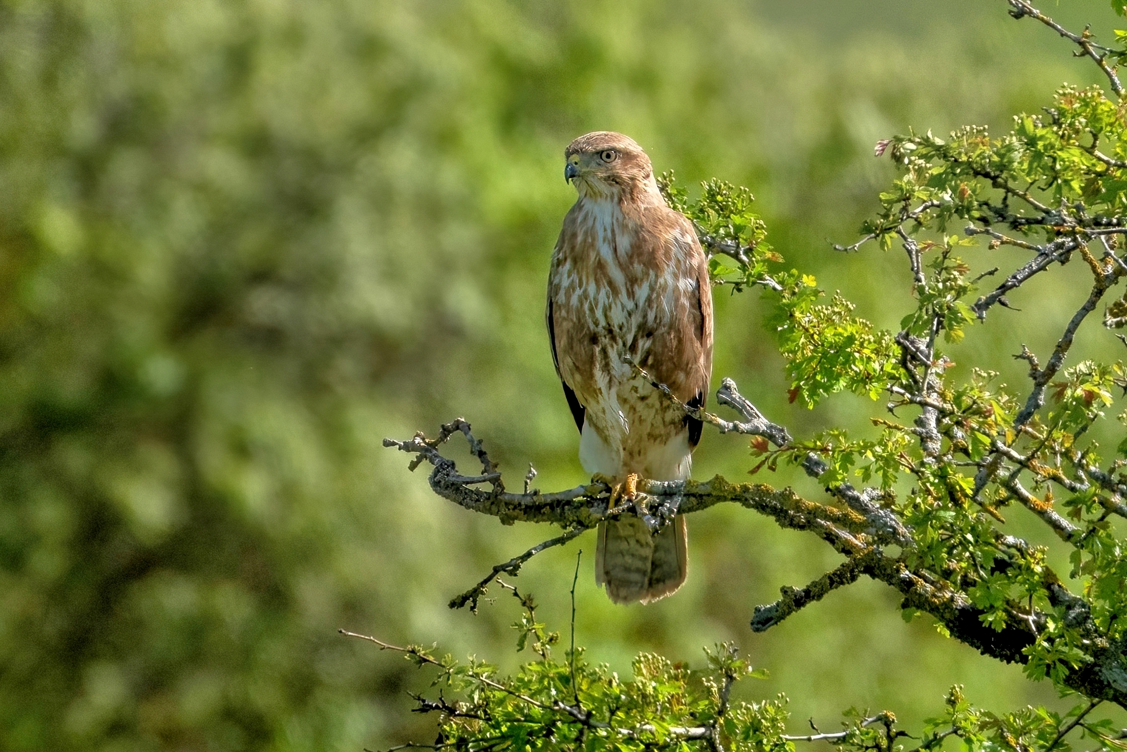 Buzzard (Buteo buteo)