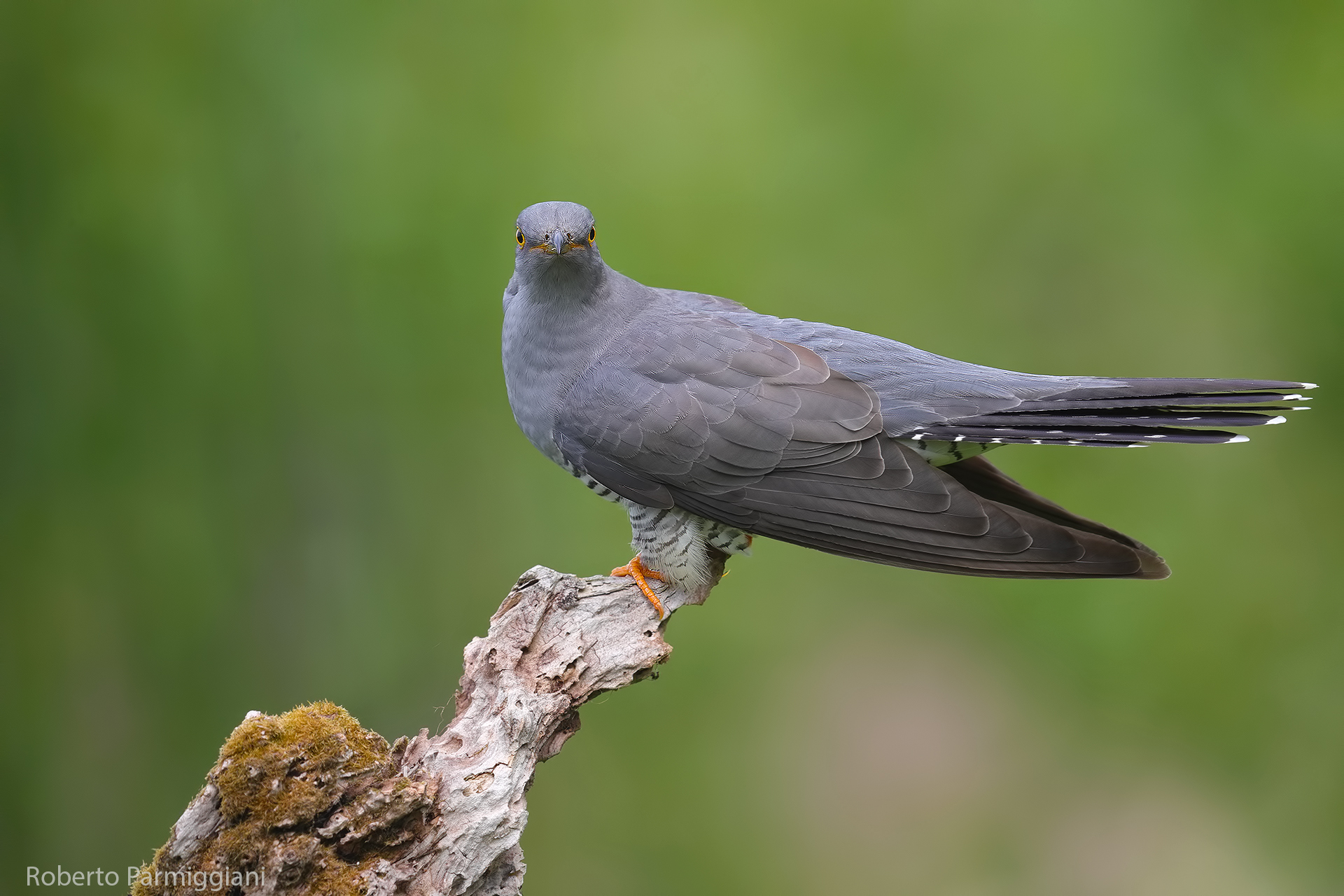 Cuckoo III